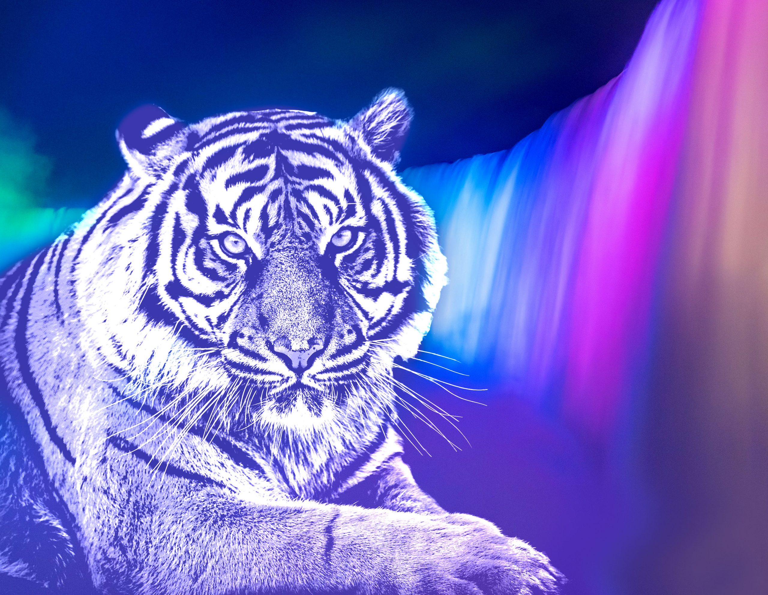 Colorful Tiger Wallpapers