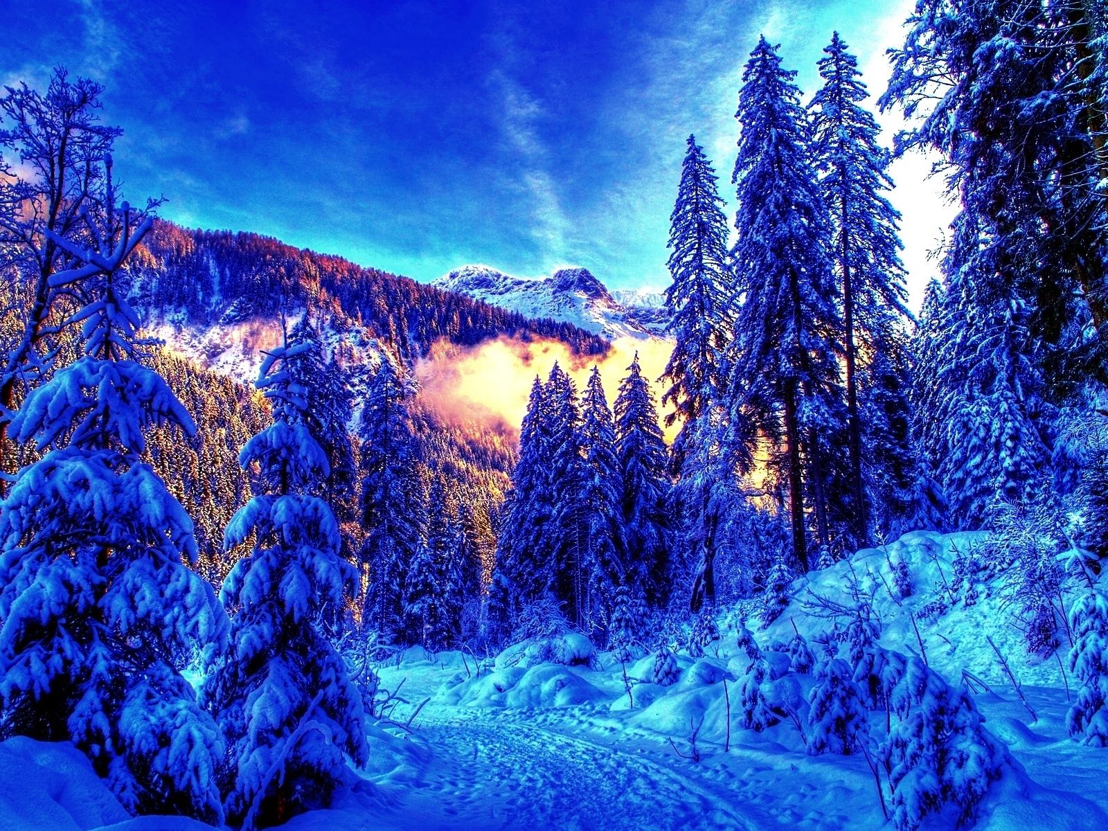 Colorful Winter Trees Wallpapers