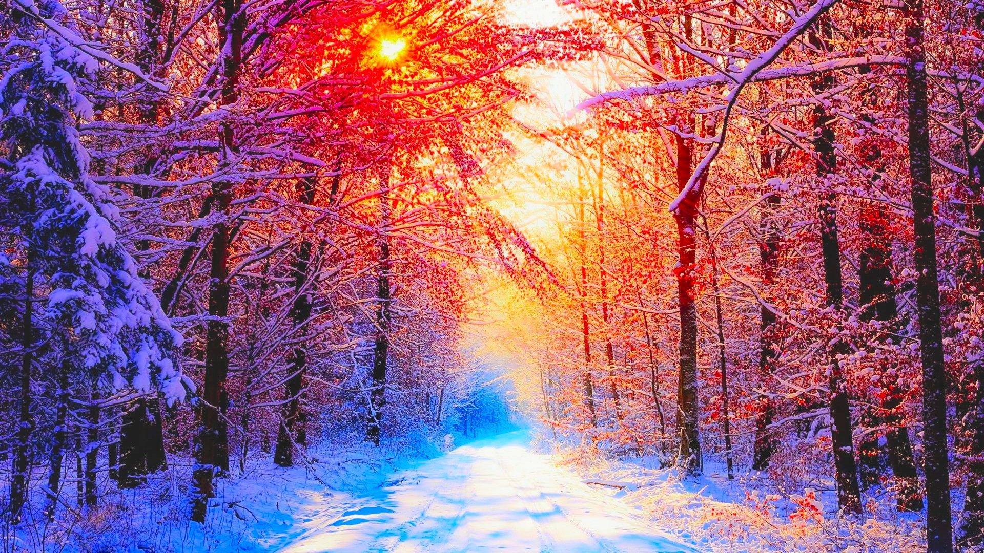 Colorful Winter Trees Wallpapers