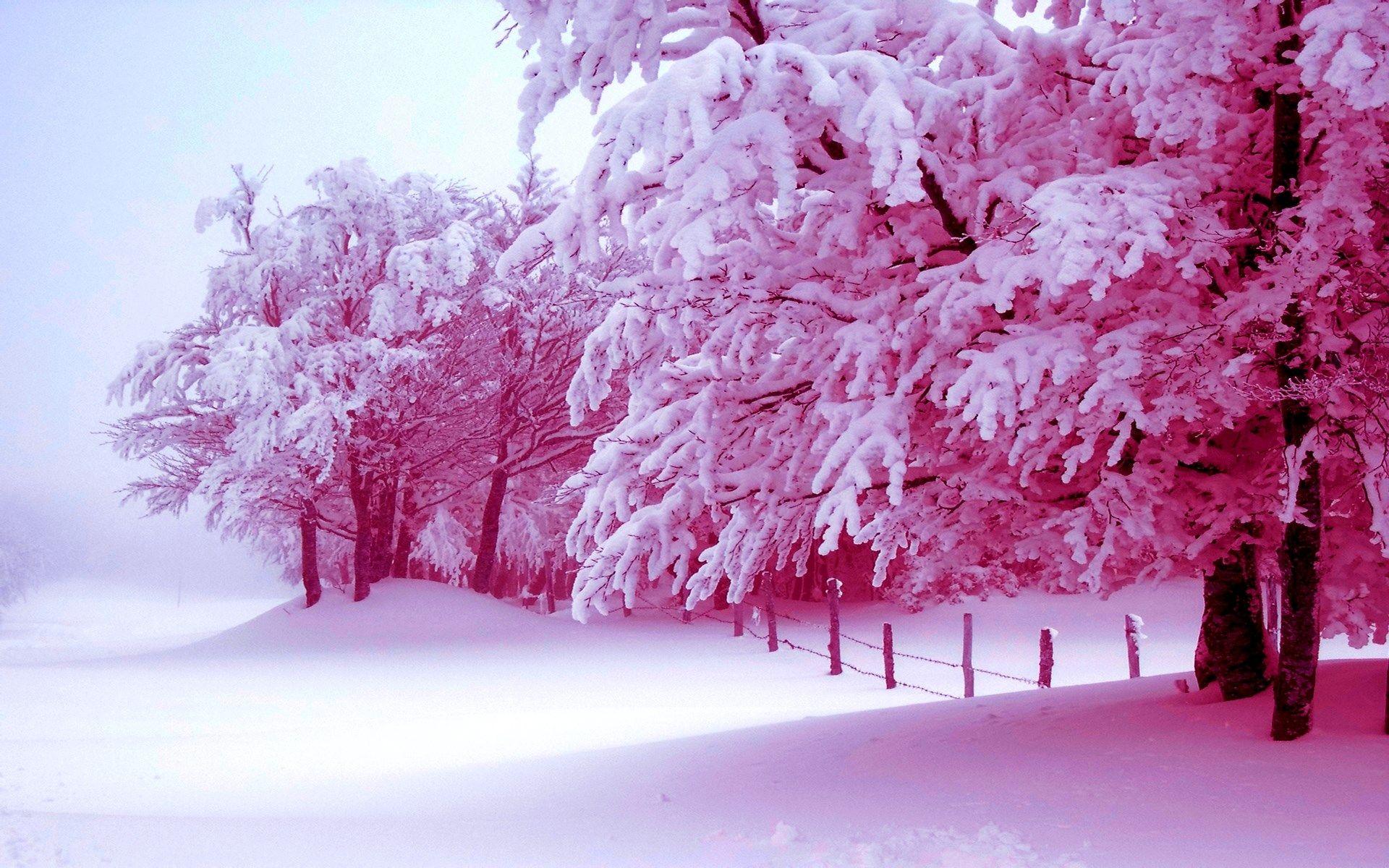 Colorful Winter Trees Wallpapers