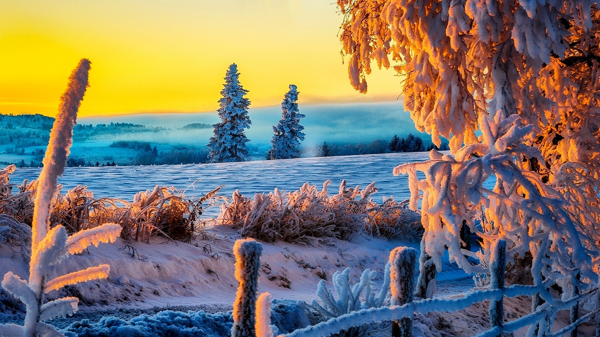 Colorful Winter Trees Wallpapers