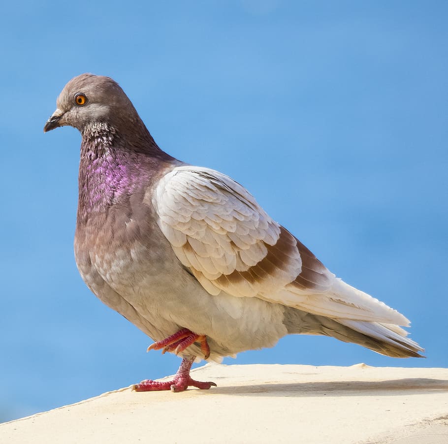 Columbidae Wallpapers