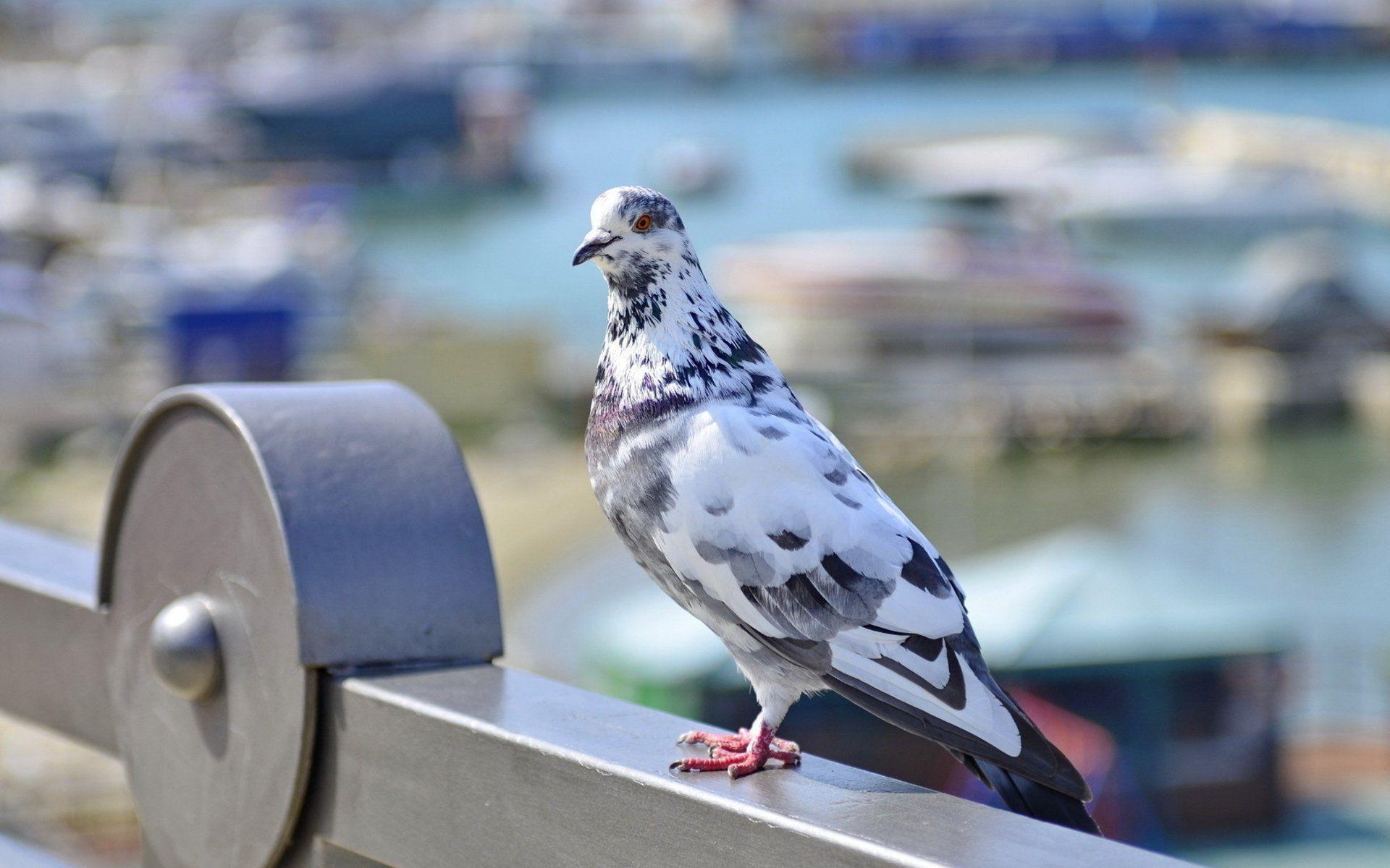 Columbidae Wallpapers