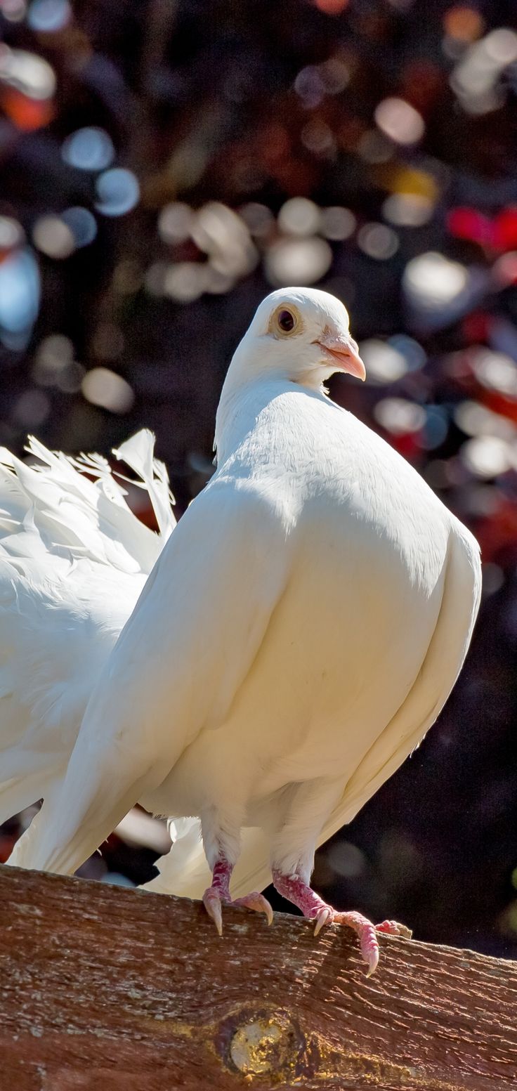 Columbidae Wallpapers