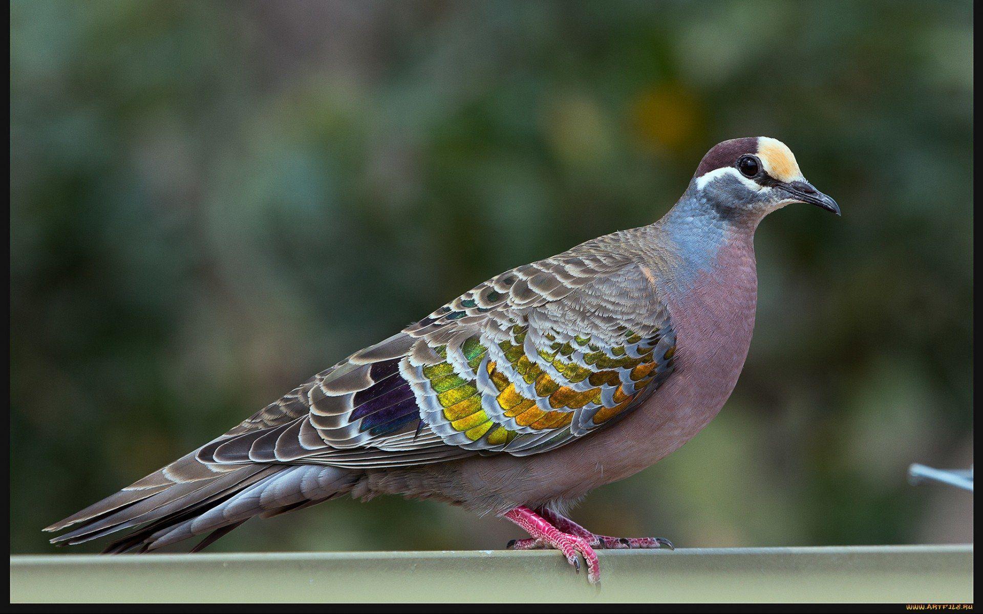 Columbidae Wallpapers