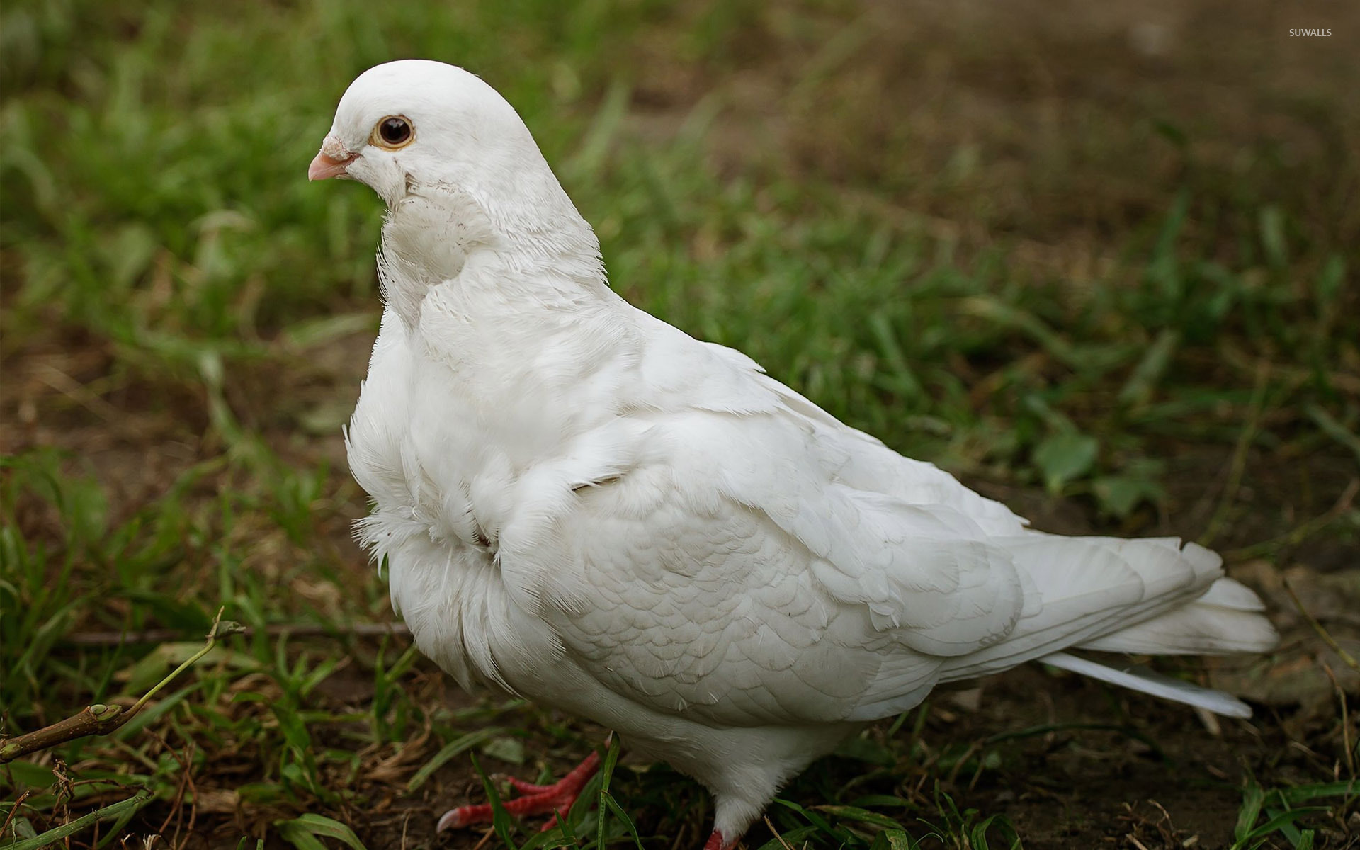 Columbidae Wallpapers