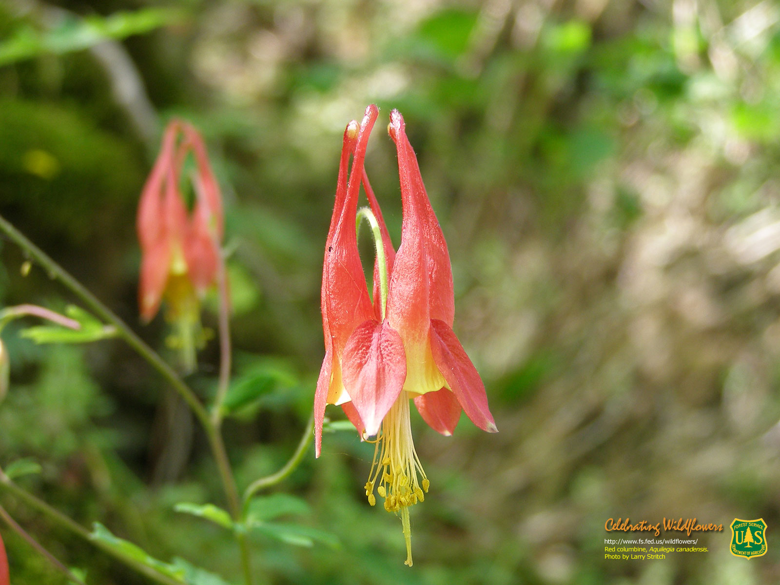 Columbine Wallpapers