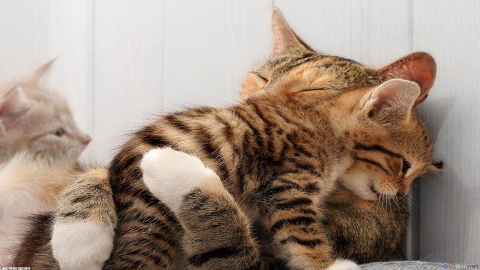 Comfort Animal Hug Wallpapers