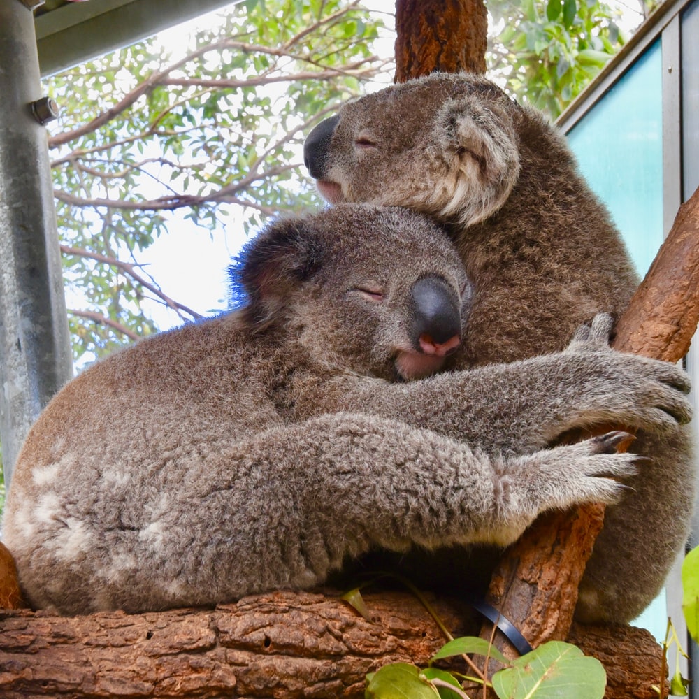 Comfort Animal Hug Wallpapers