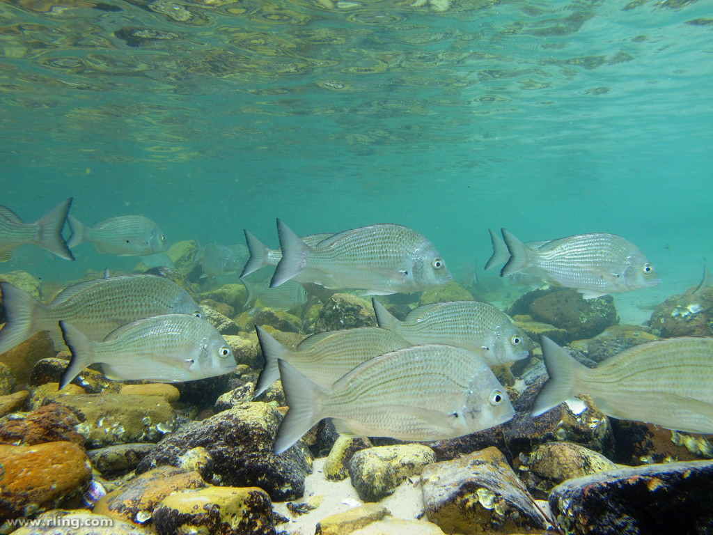 Common Bream Wallpapers