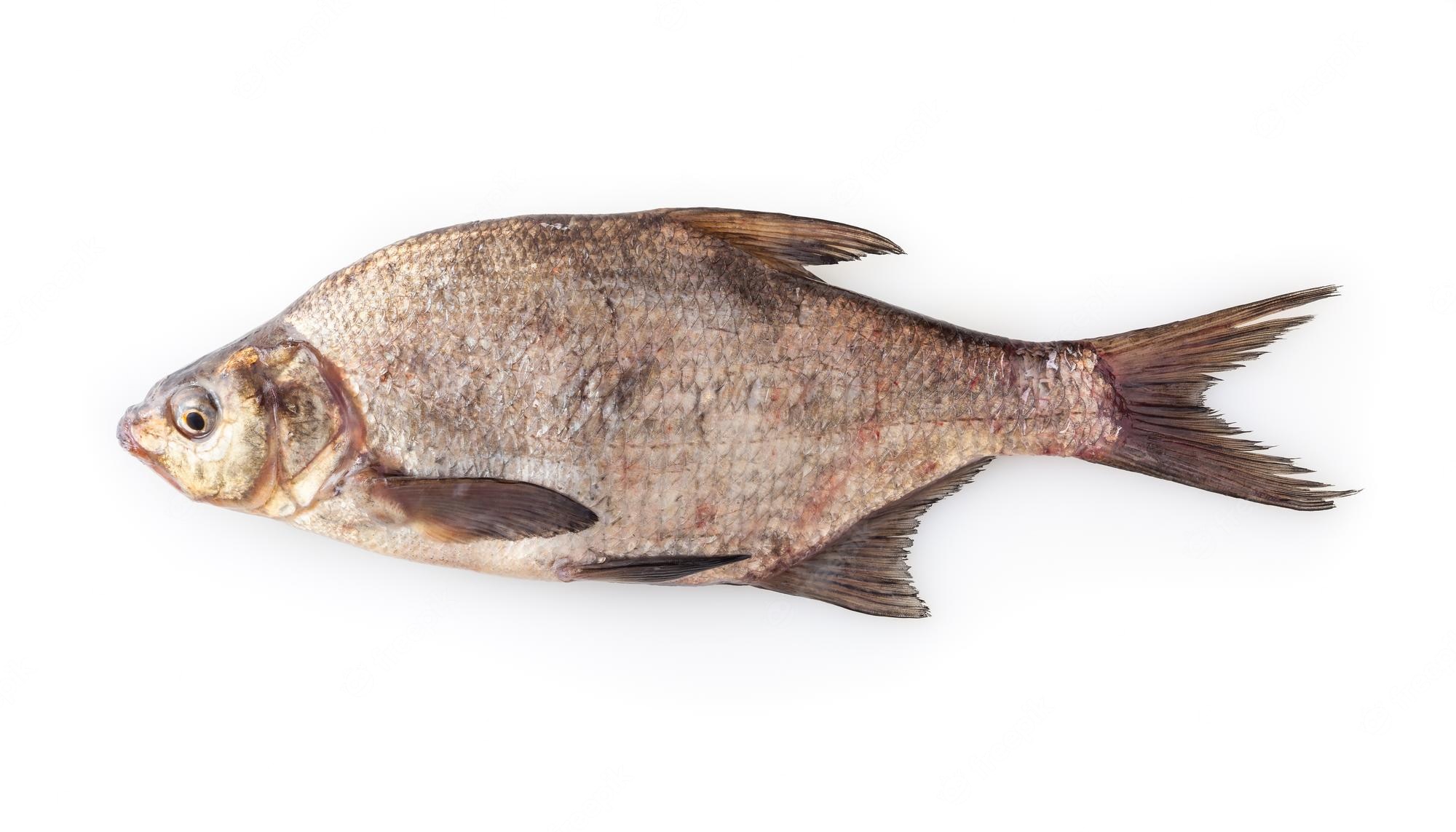 Common Bream Wallpapers