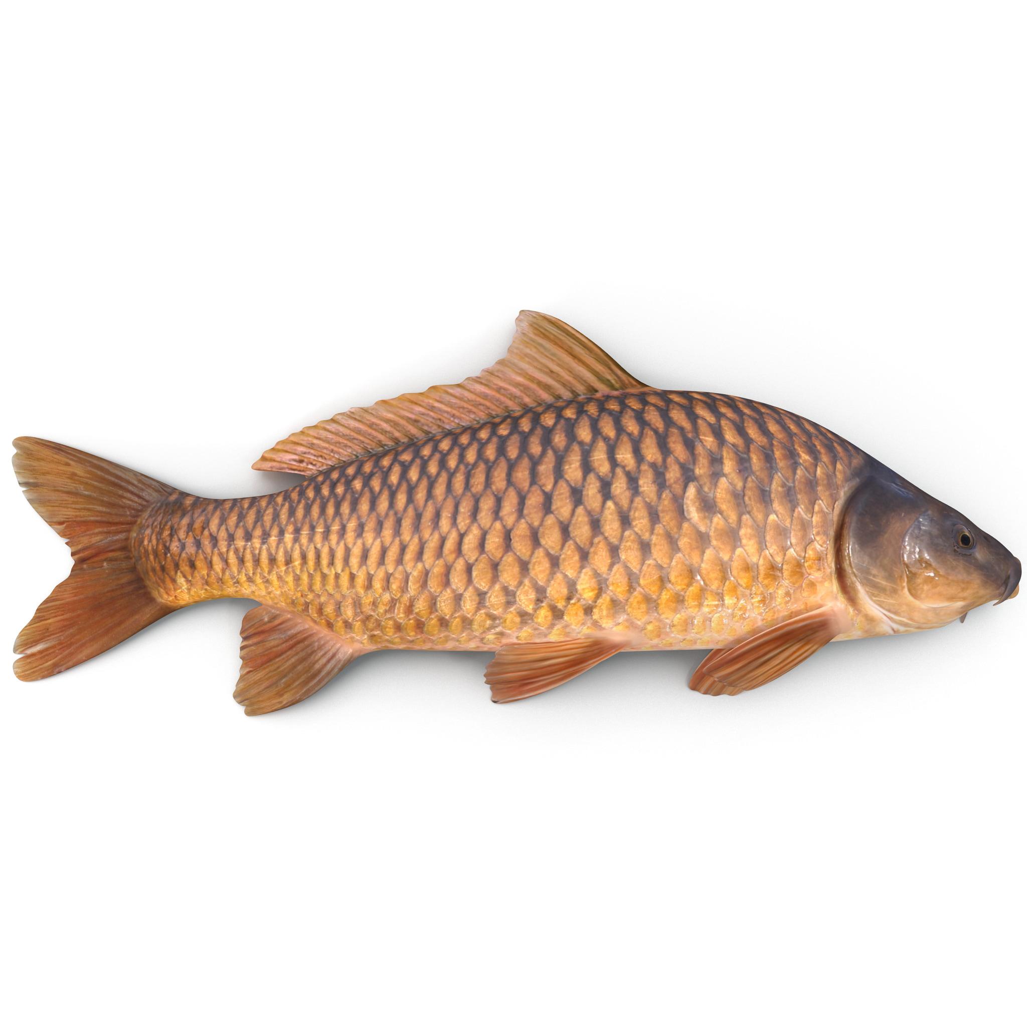 Common Carp Wallpapers