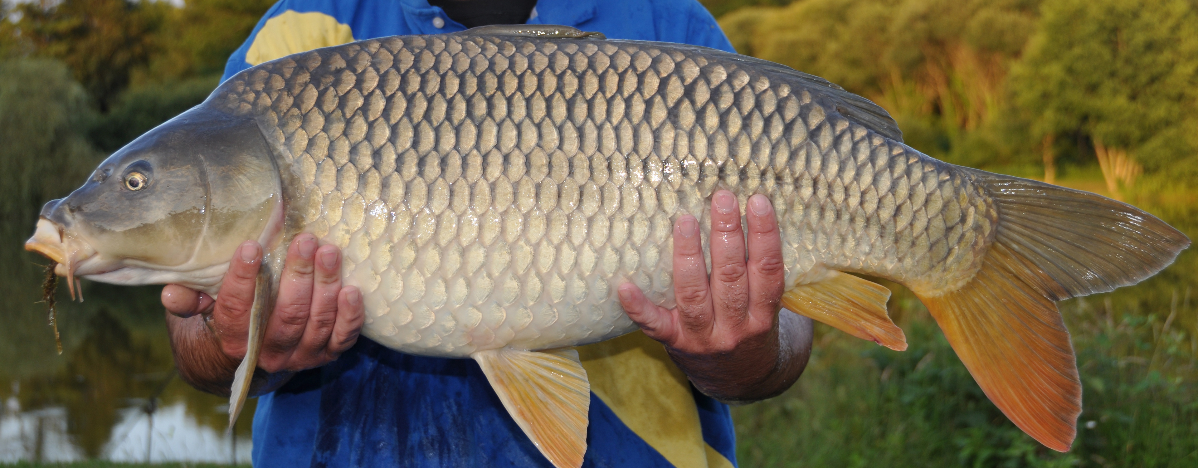 Common Carp Wallpapers