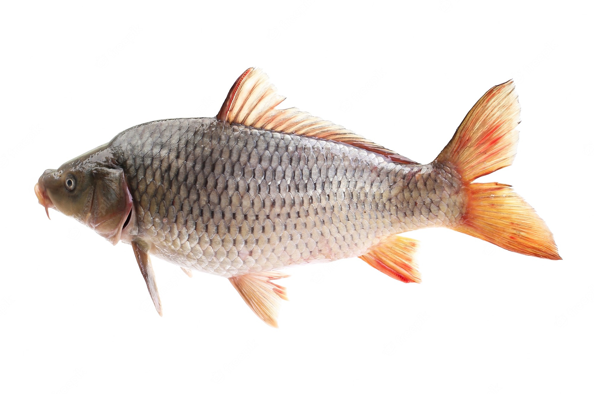 Common Carp Wallpapers