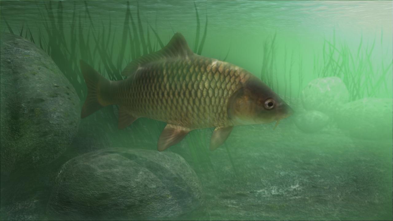 Common Carp Wallpapers