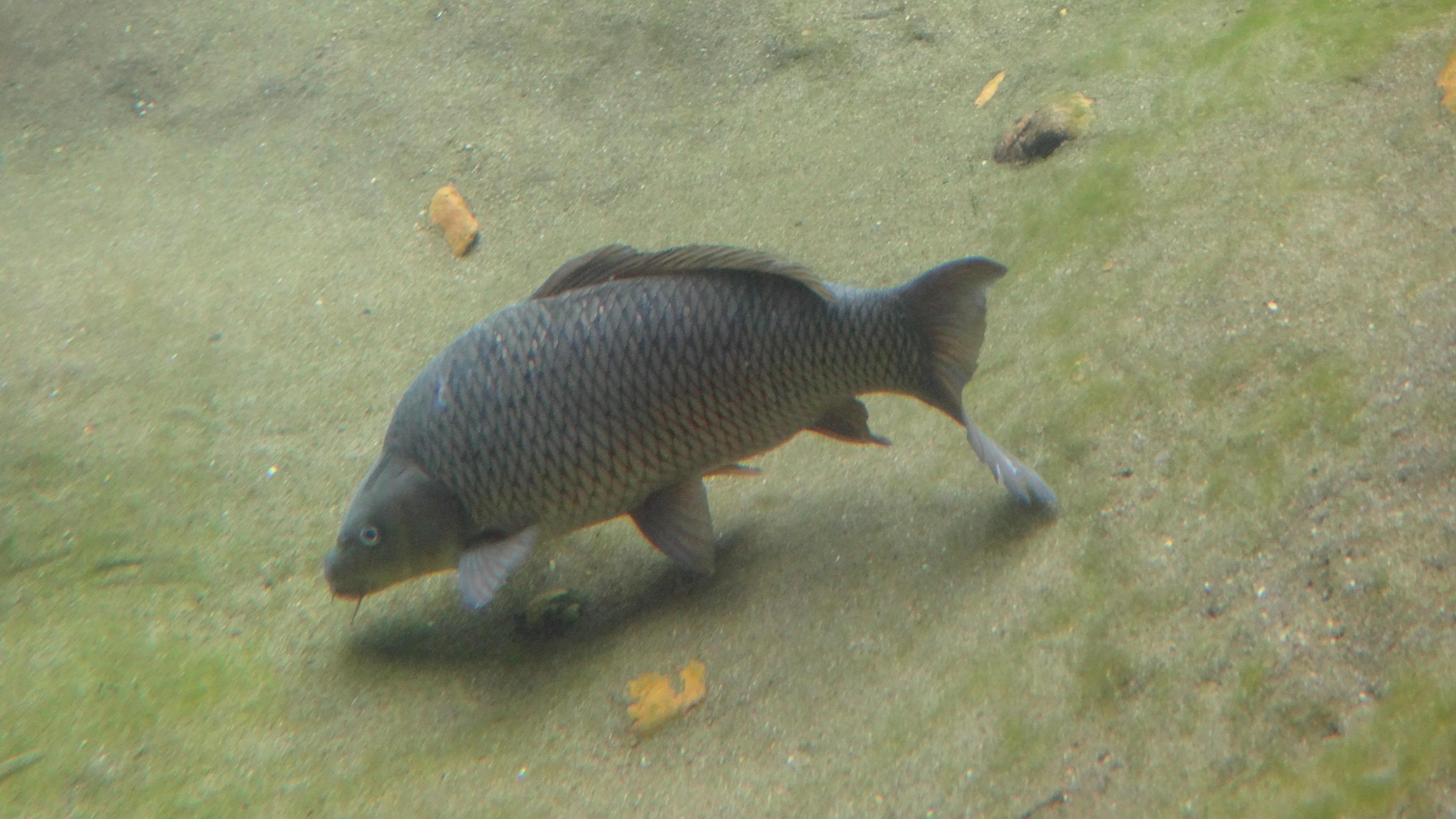 Common Carp Wallpapers