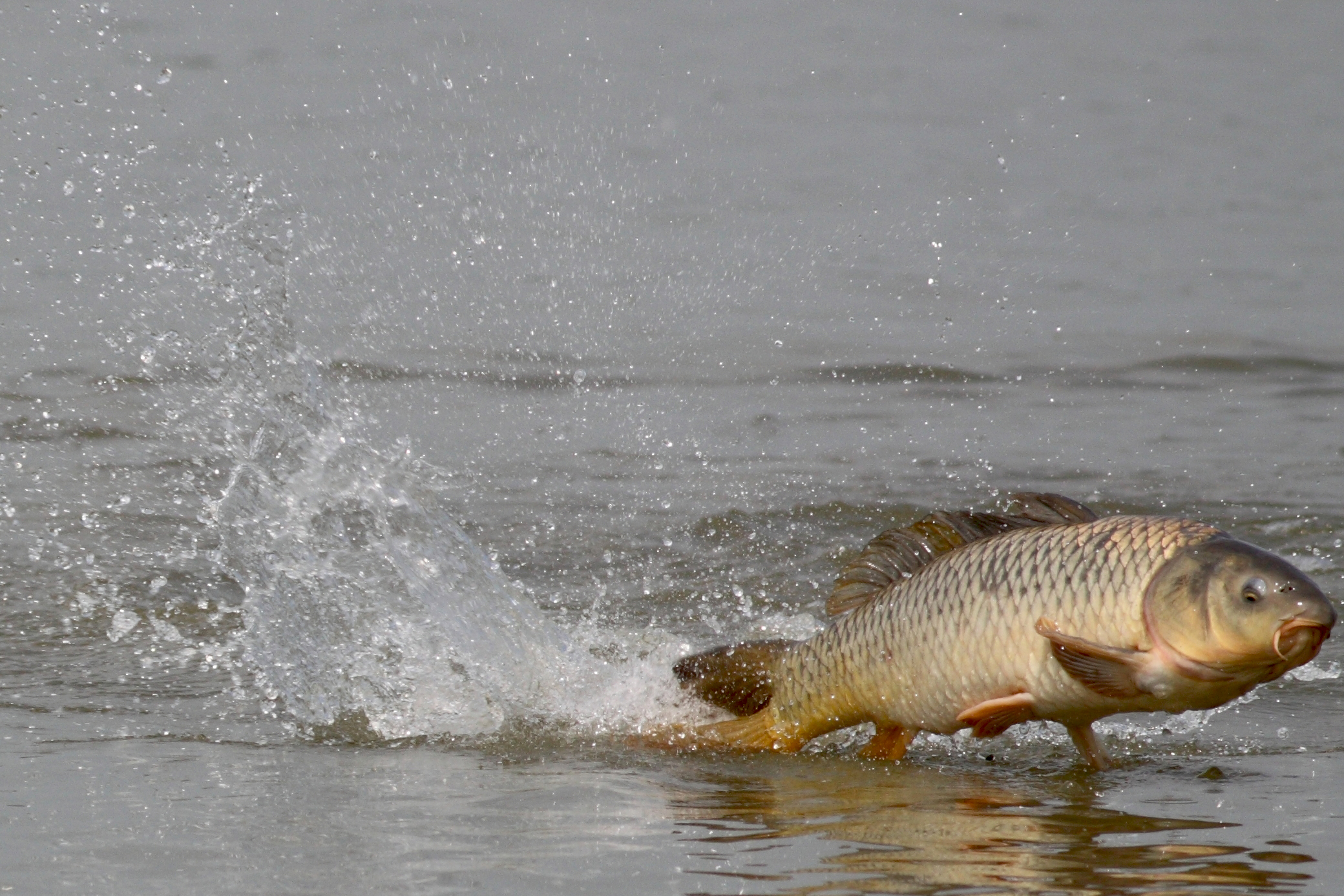 Common Carp Wallpapers