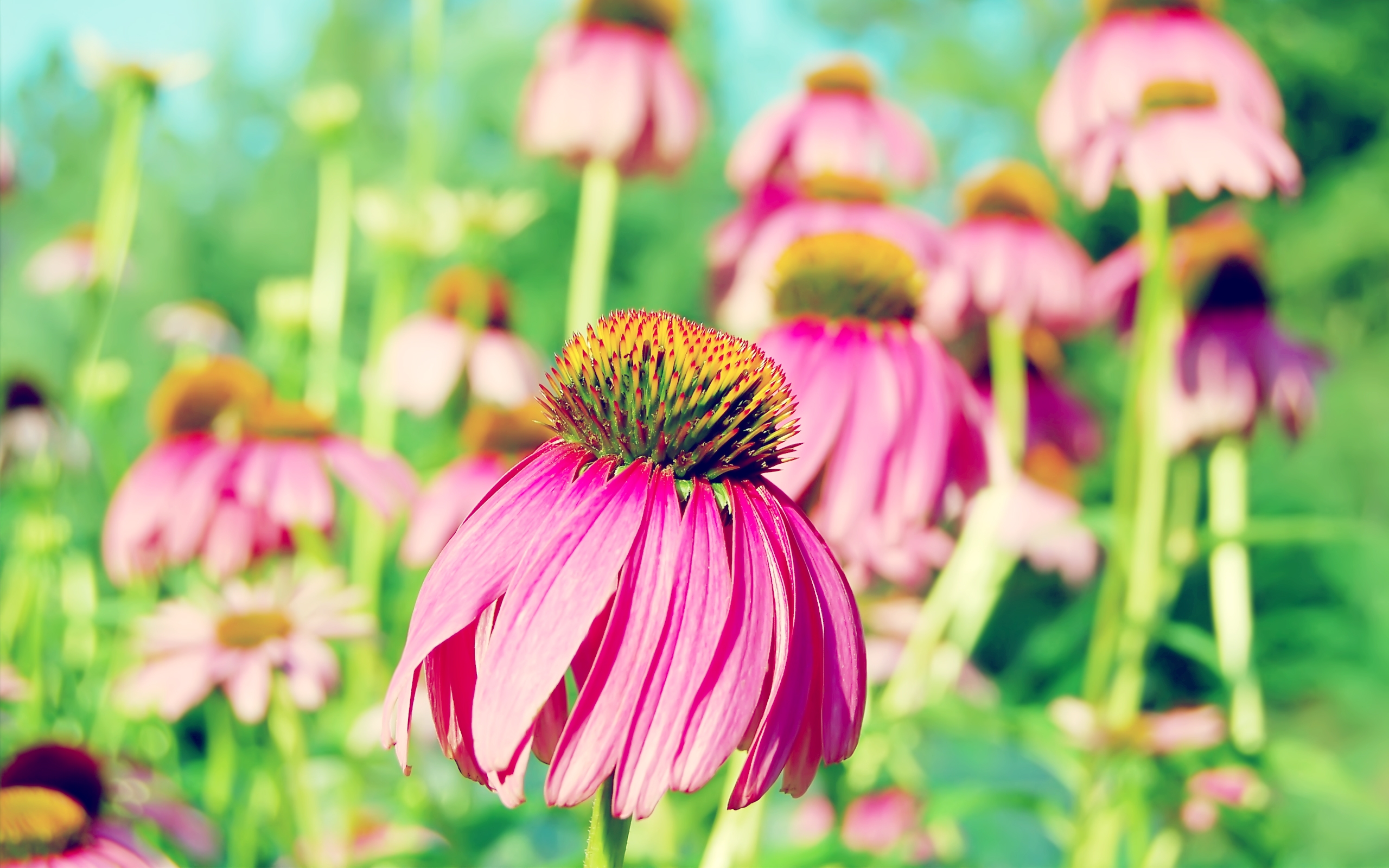 Coneflower Wallpapers