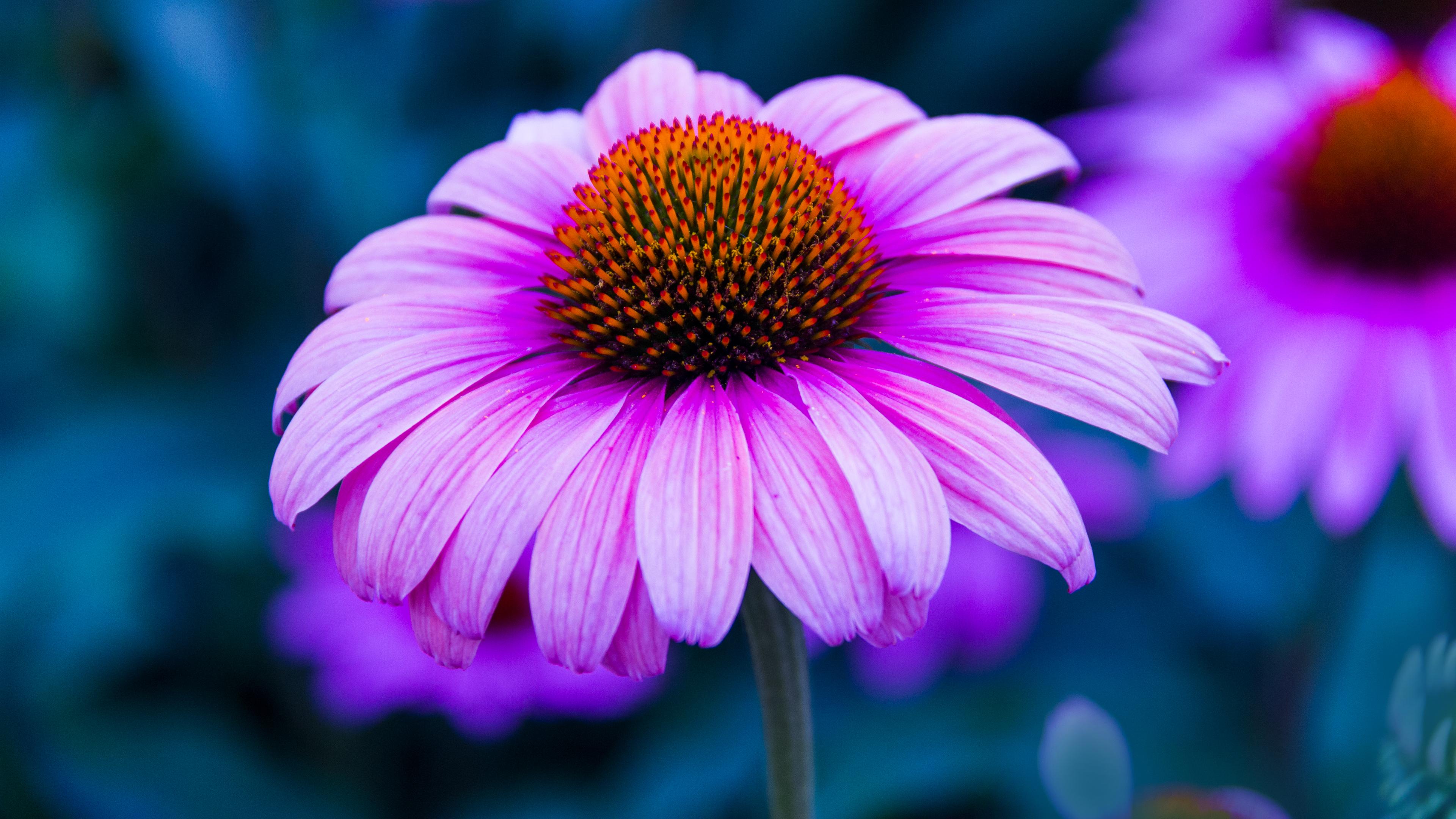 Coneflower Wallpapers