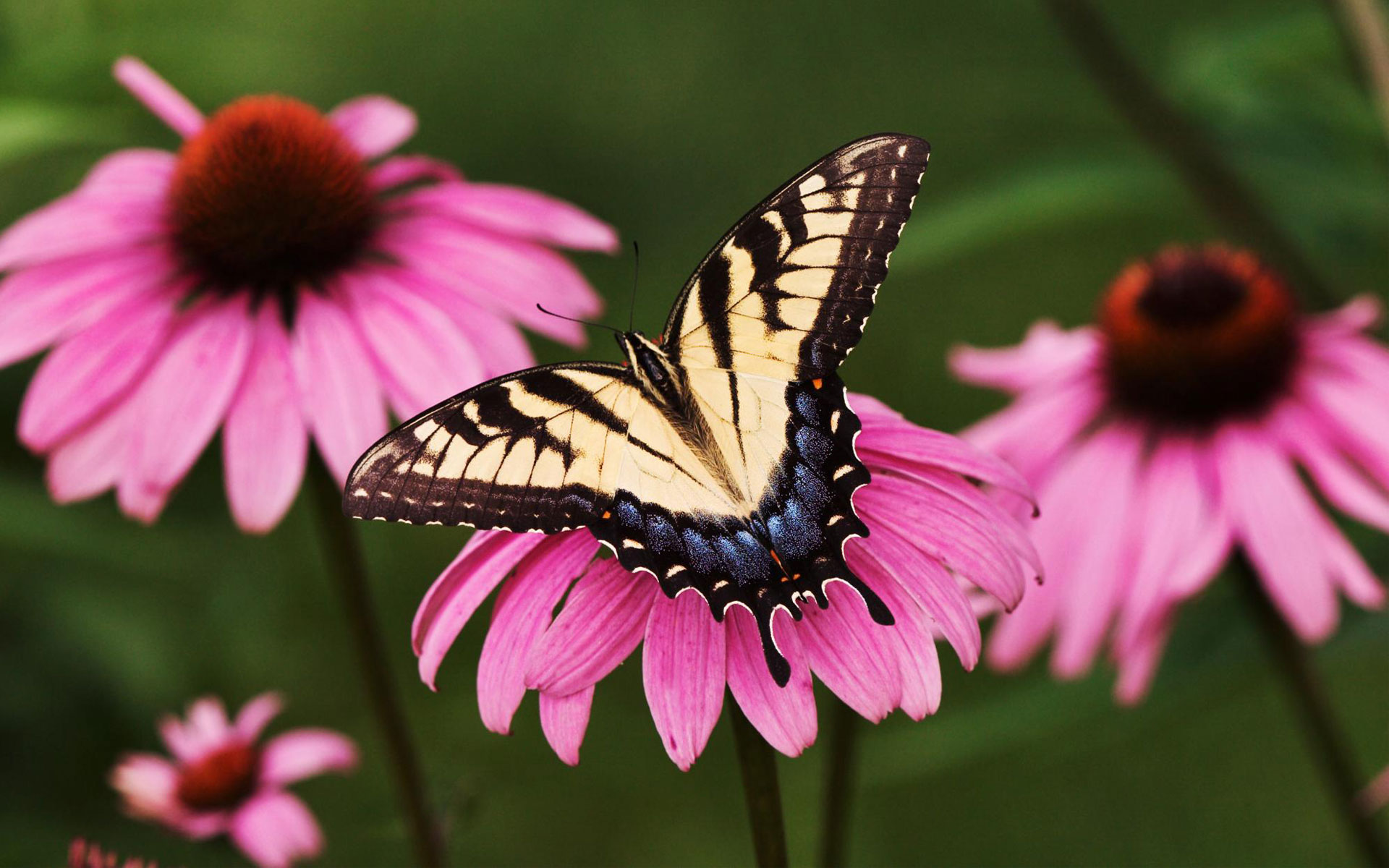 Coneflower Wallpapers