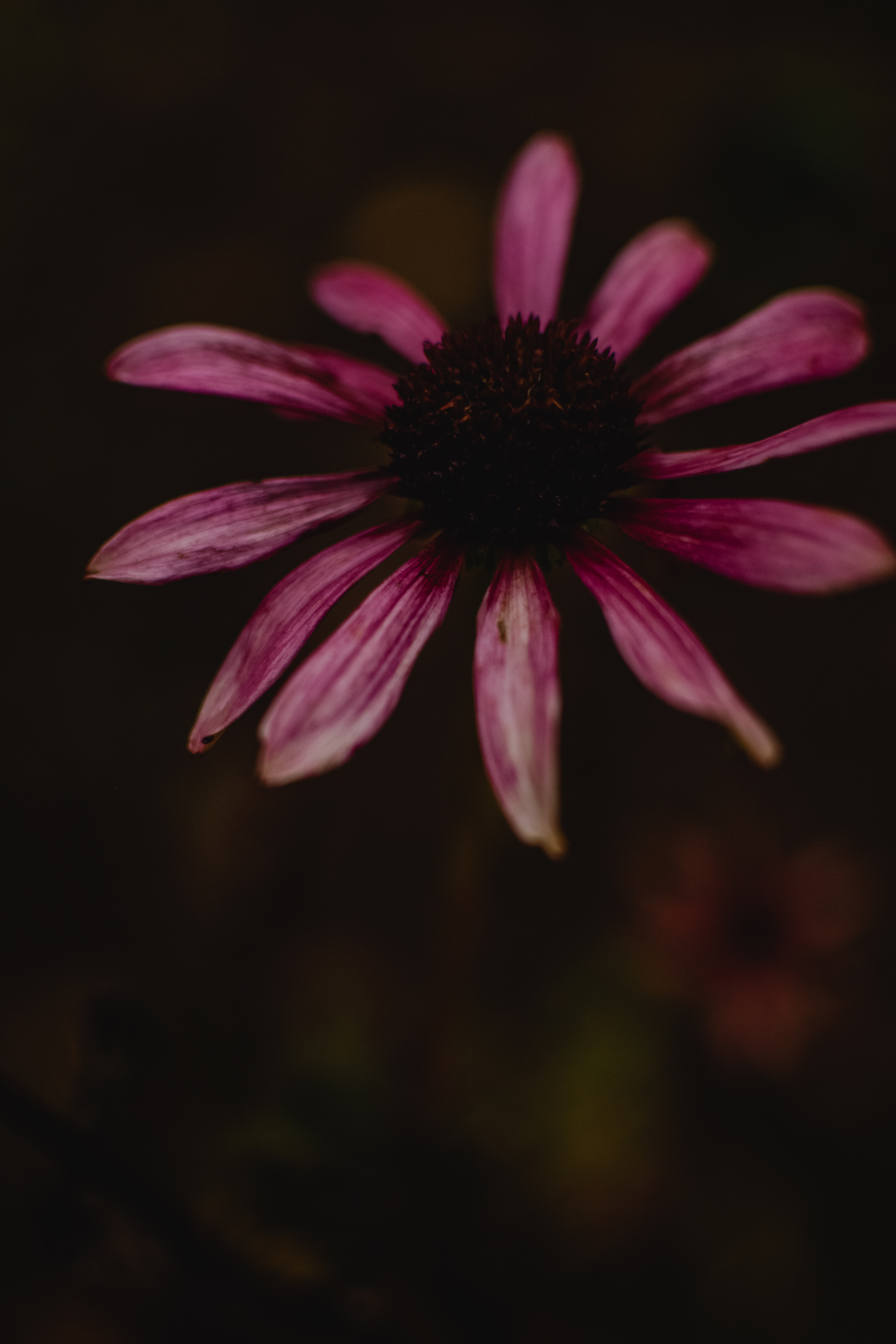 Coneflower Wallpapers