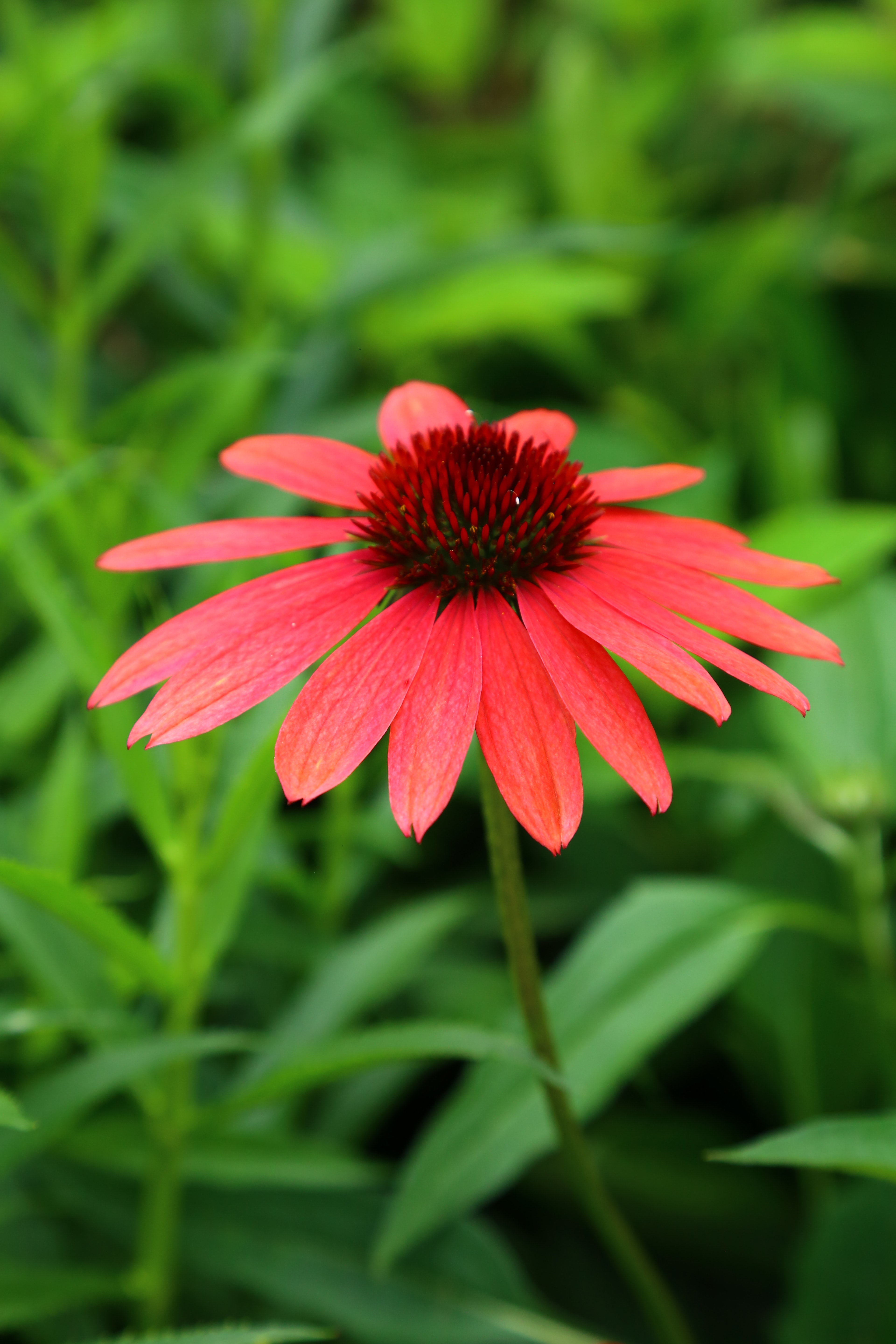 Coneflower Wallpapers