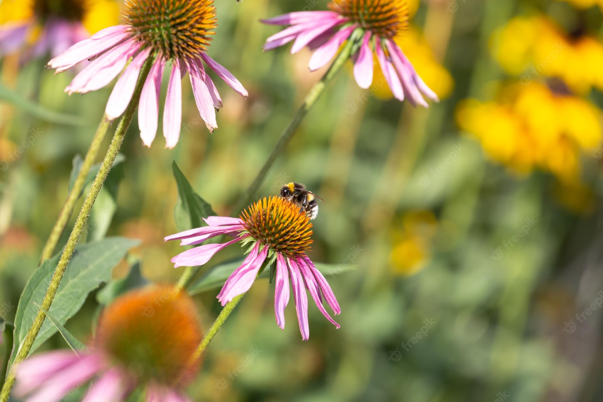 Coneflower Wallpapers