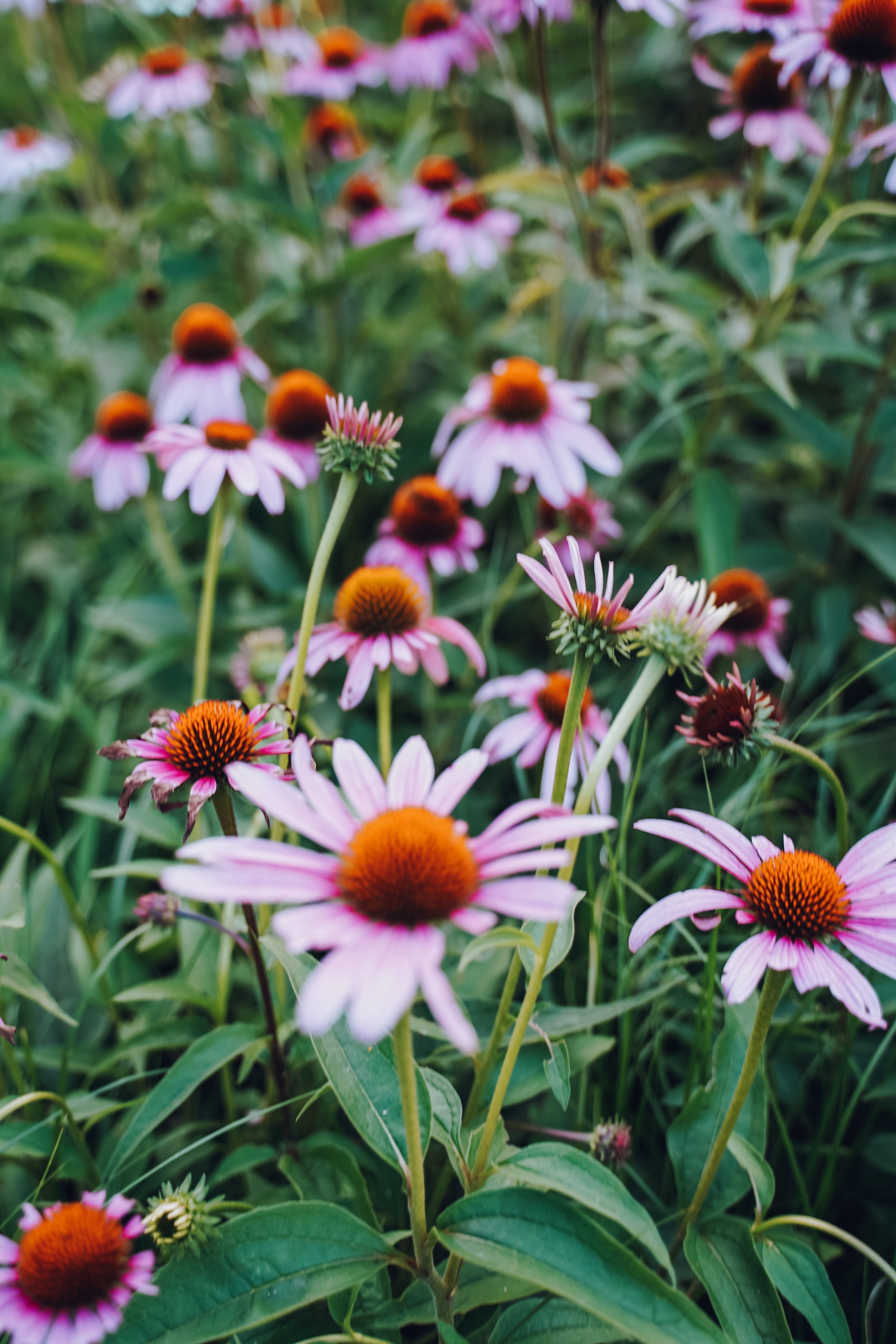 Coneflower Wallpapers