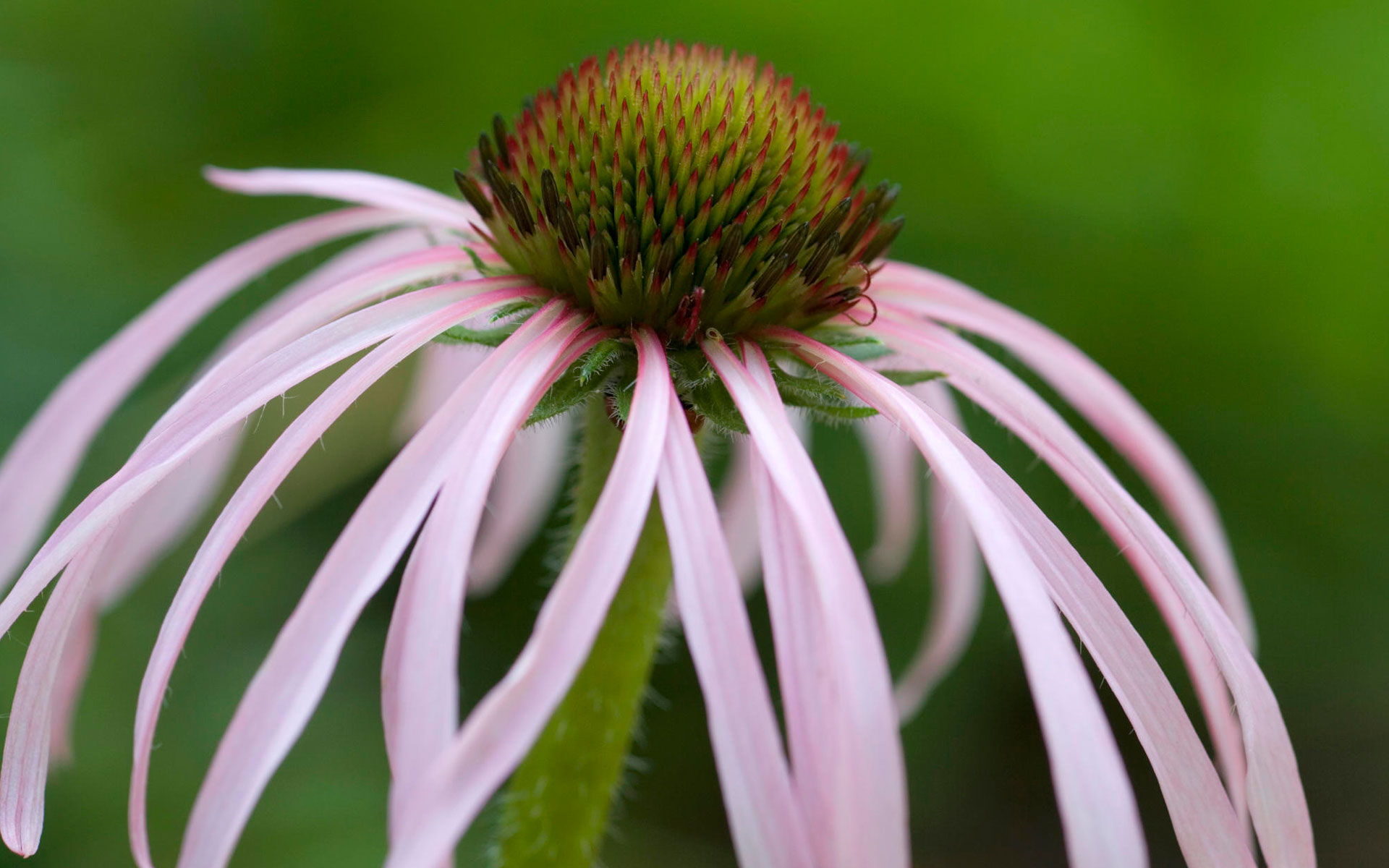 Coneflower Wallpapers