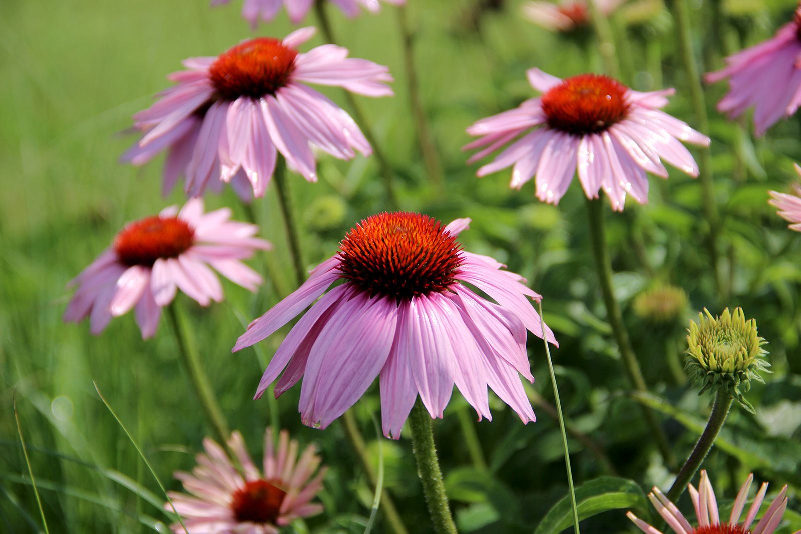 Coneflower Wallpapers