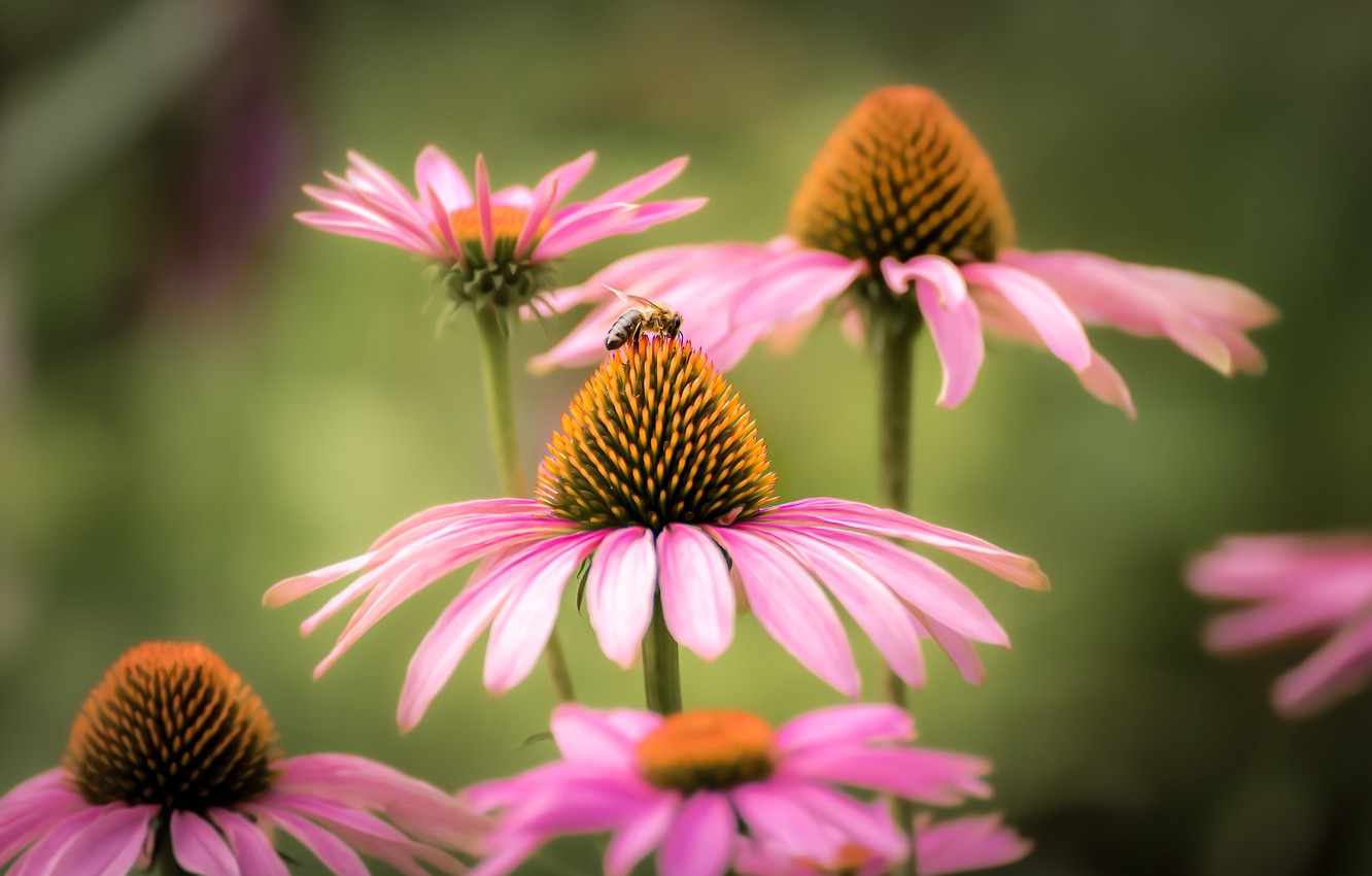 Coneflower Wallpapers