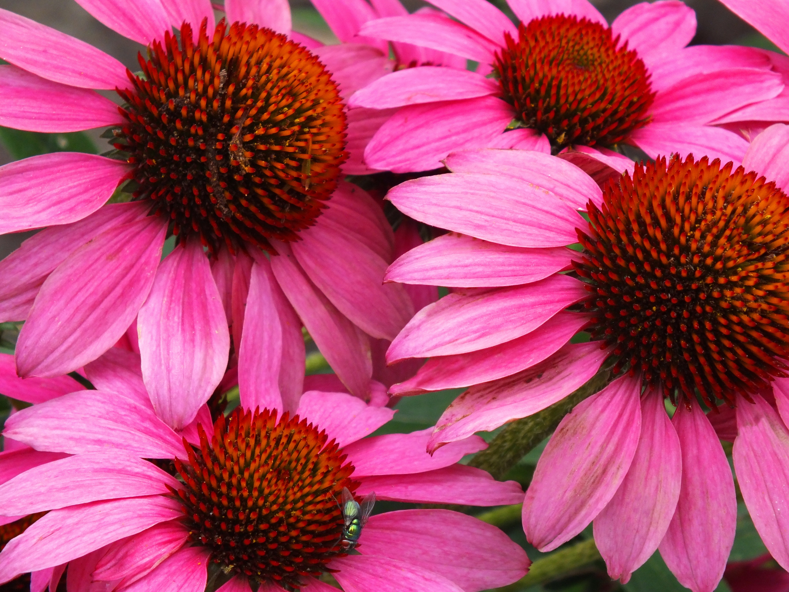 Coneflower Wallpapers