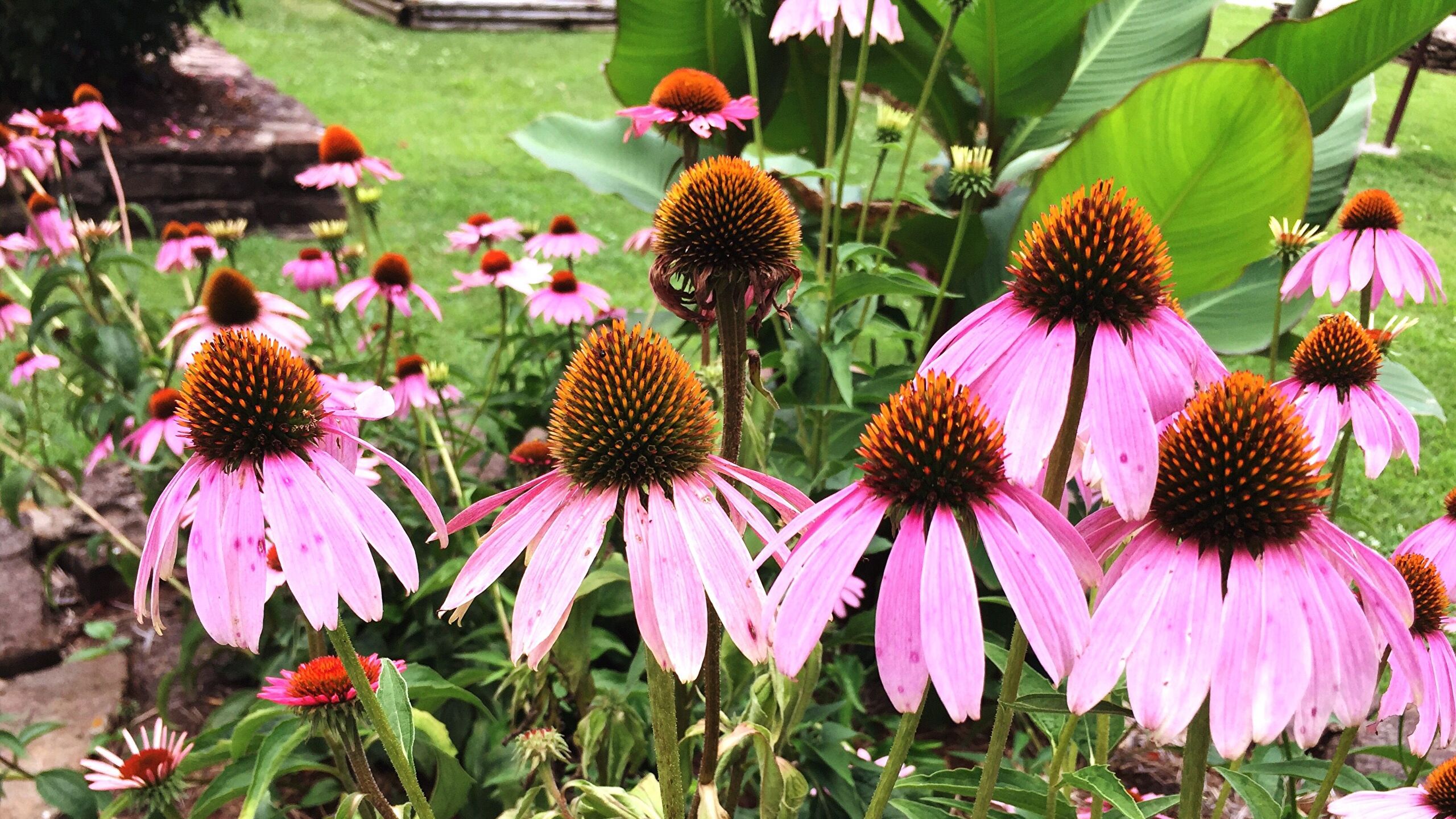 Coneflower Wallpapers