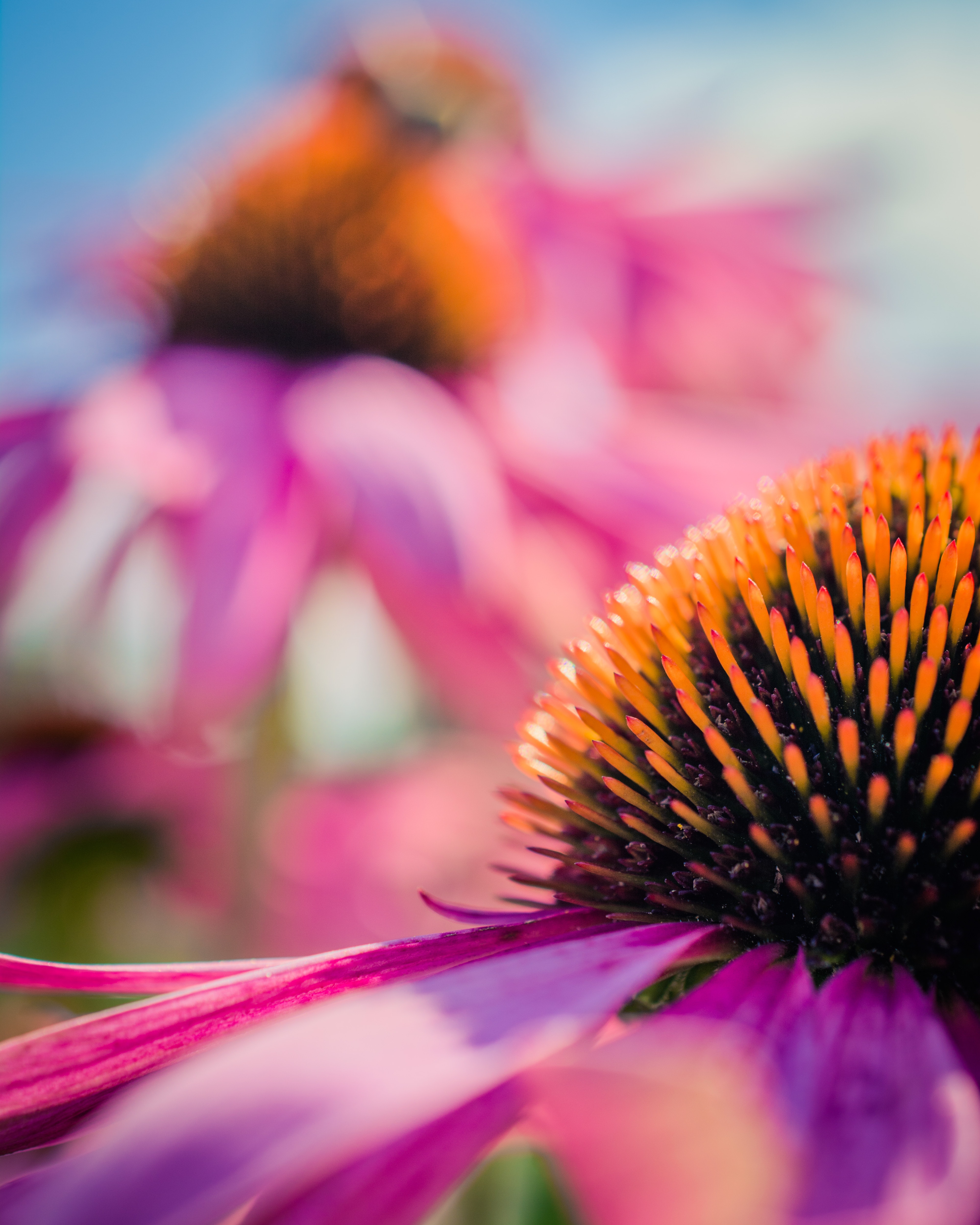 Coneflower Wallpapers