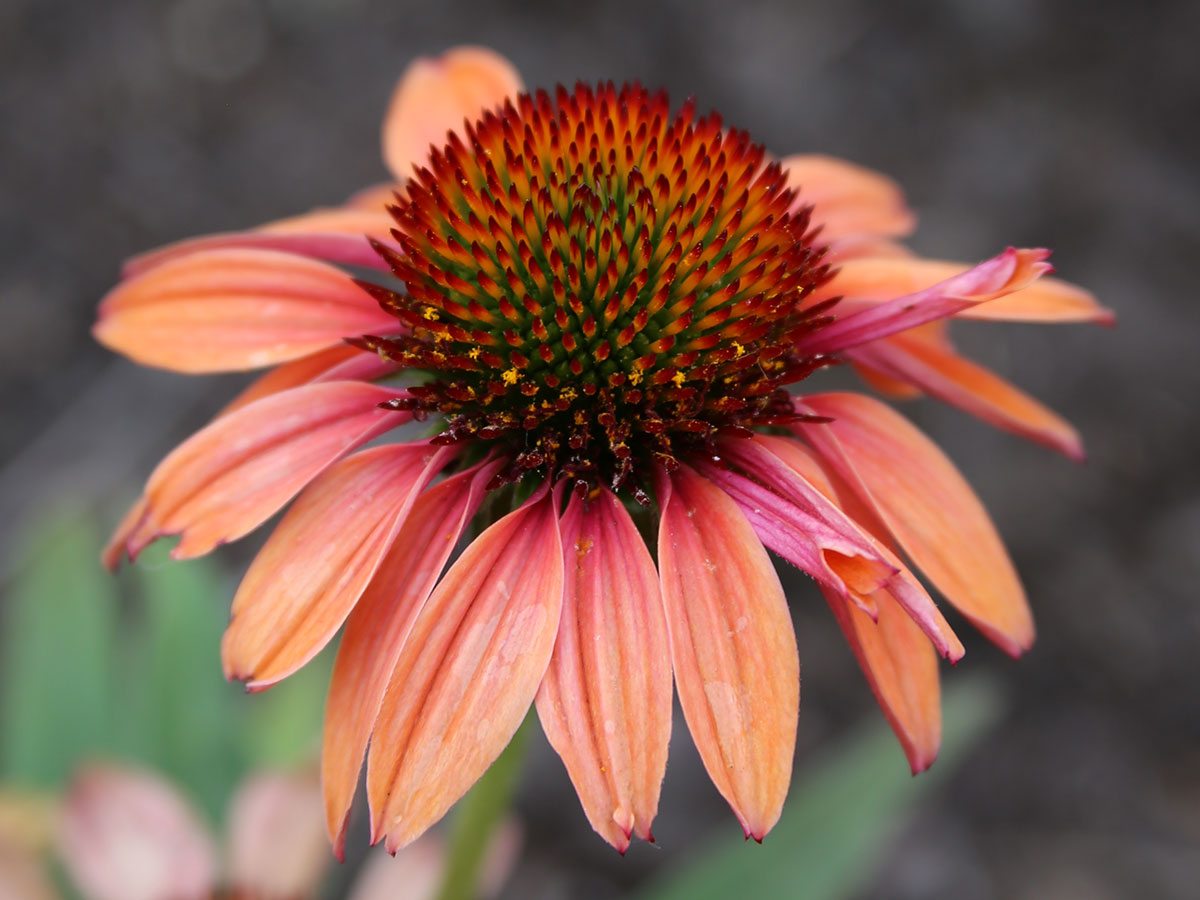 Coneflower Wallpapers