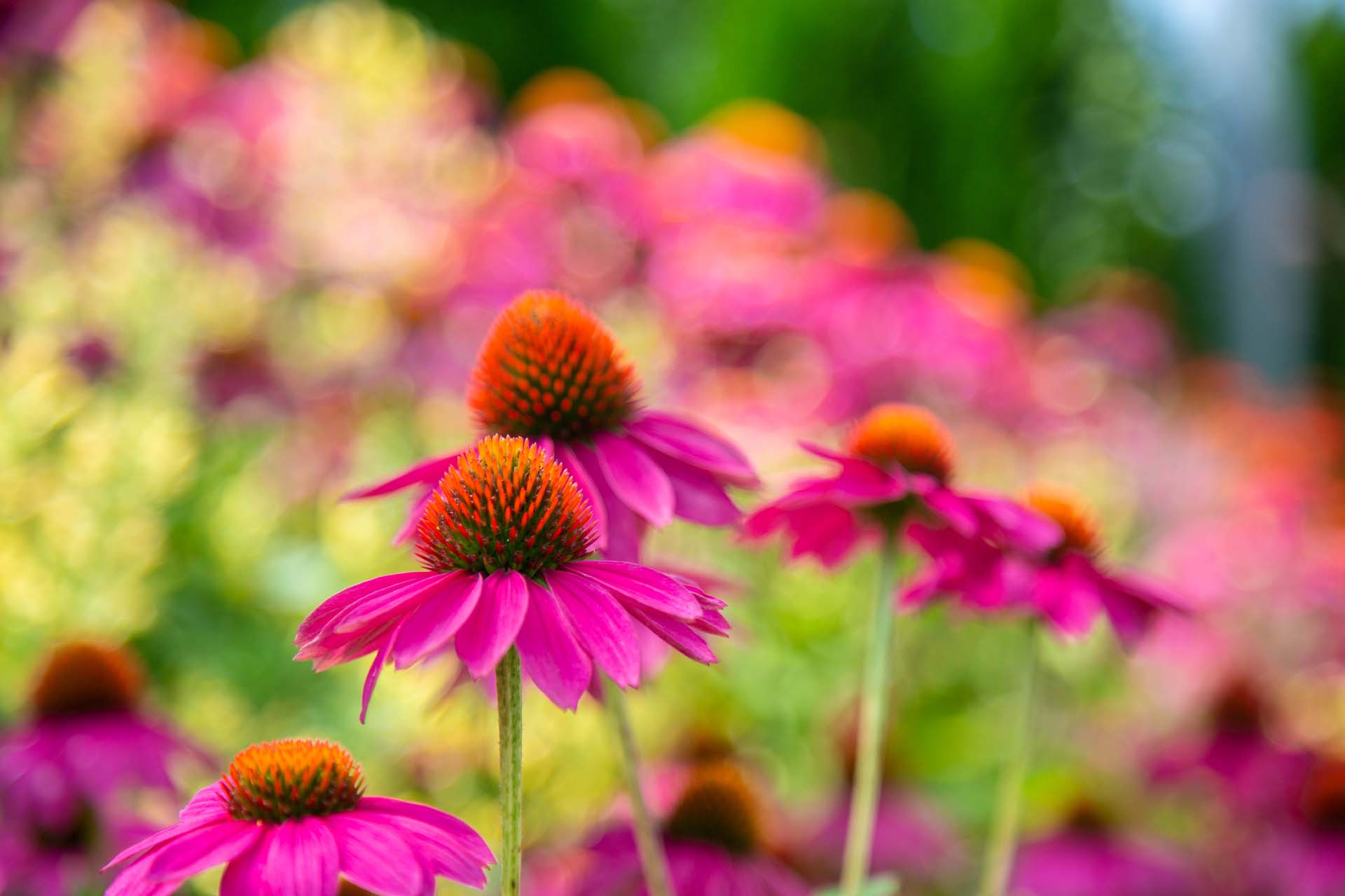 Coneflower Wallpapers