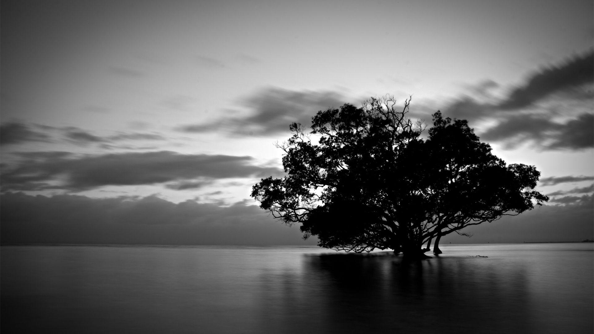 Cool Black And White Tree Wallpapers