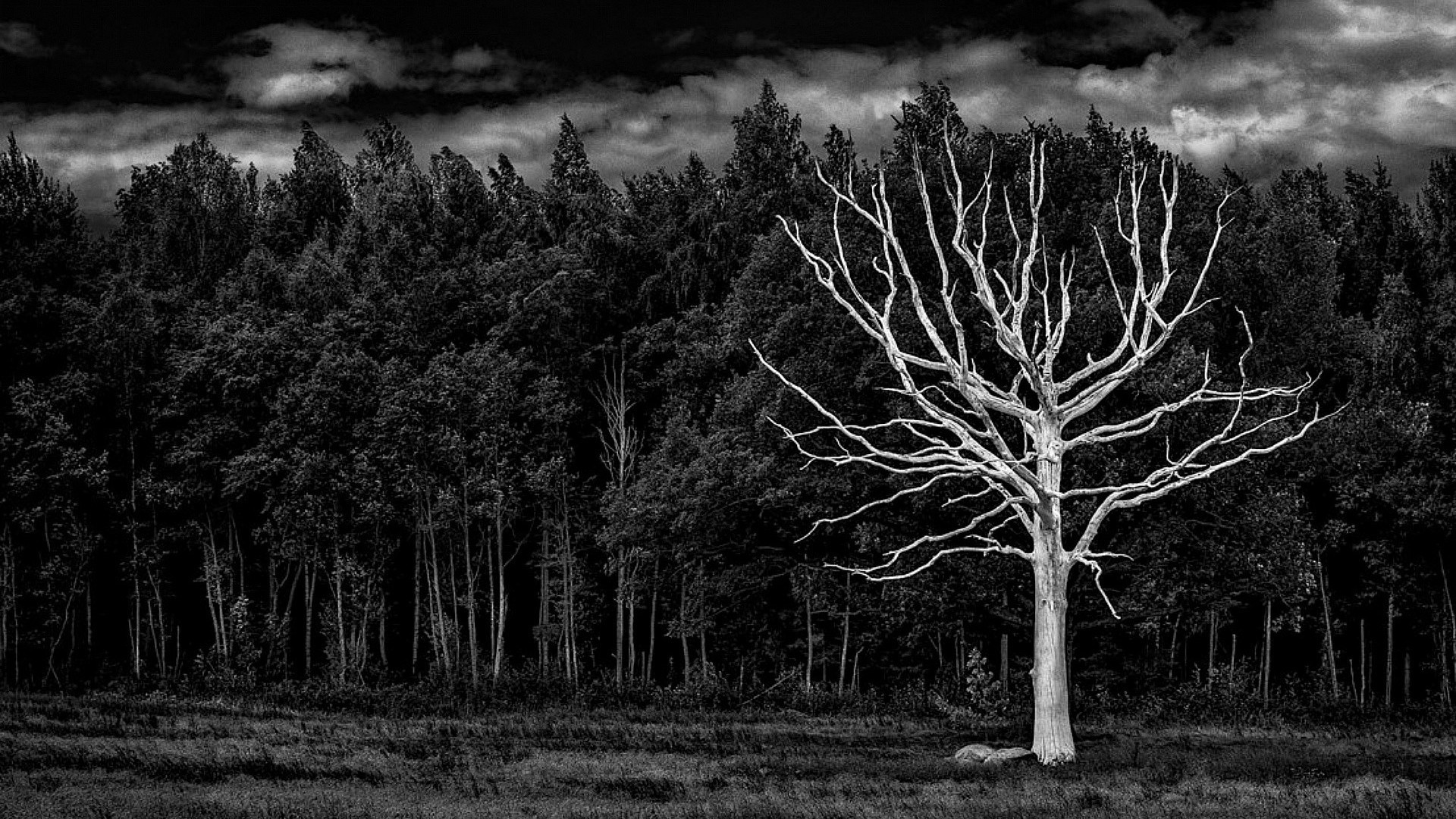 Cool Black And White Tree Wallpapers