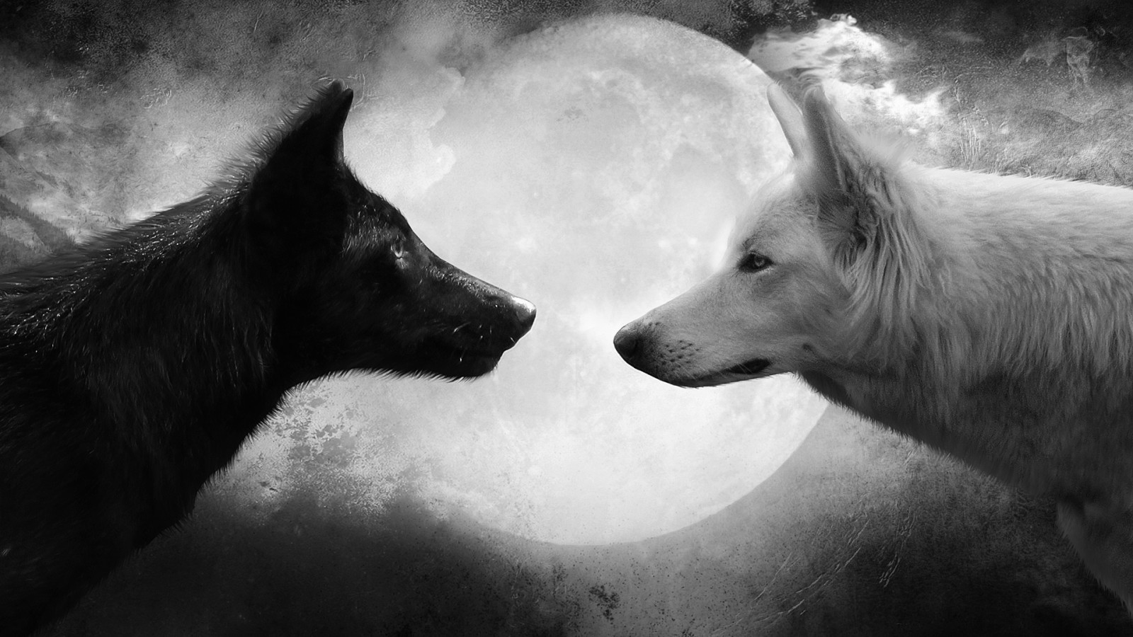 Cool Black And White Wolf Wallpapers Wallpapers