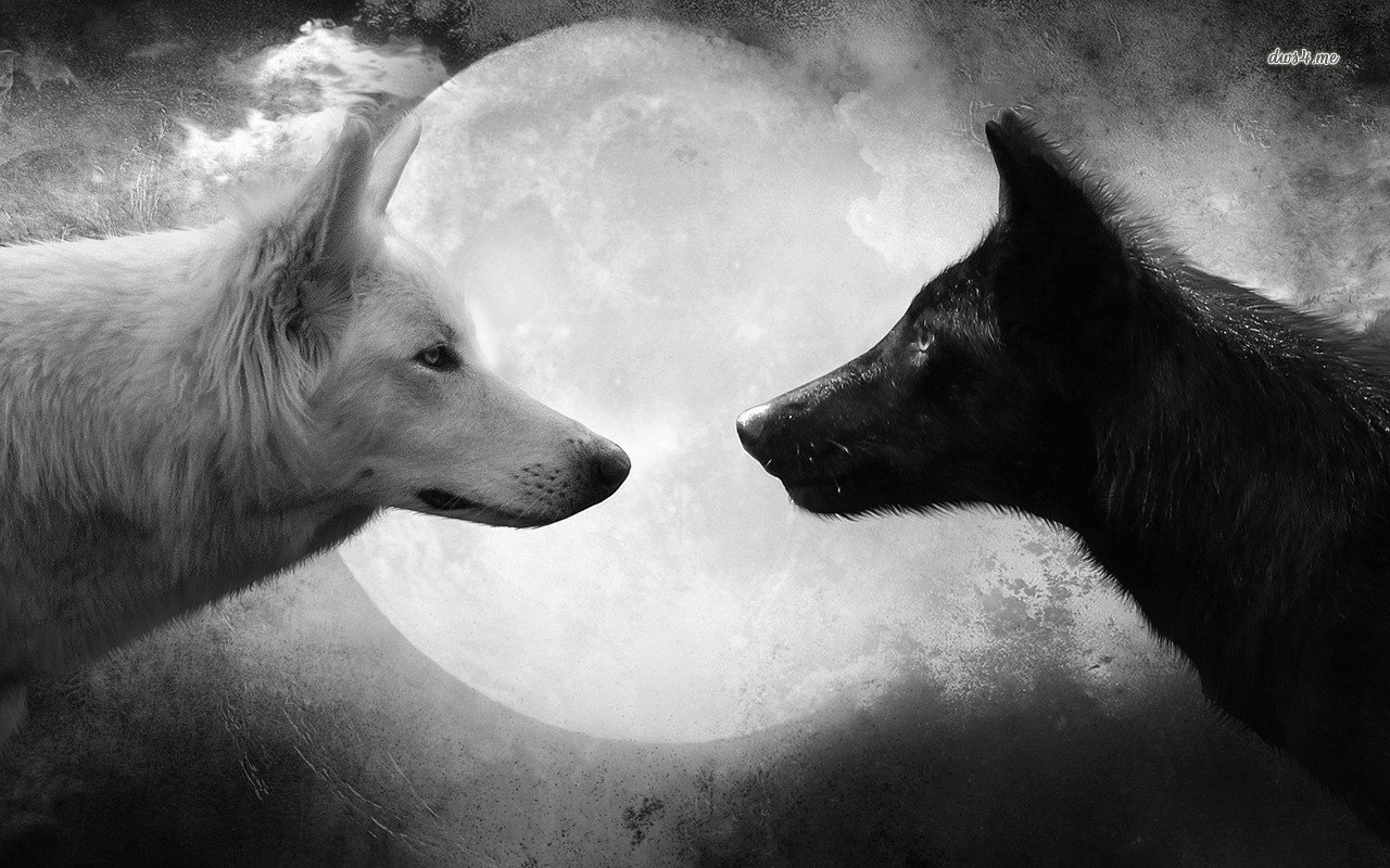 Cool Black And White Wolf Wallpapers Wallpapers