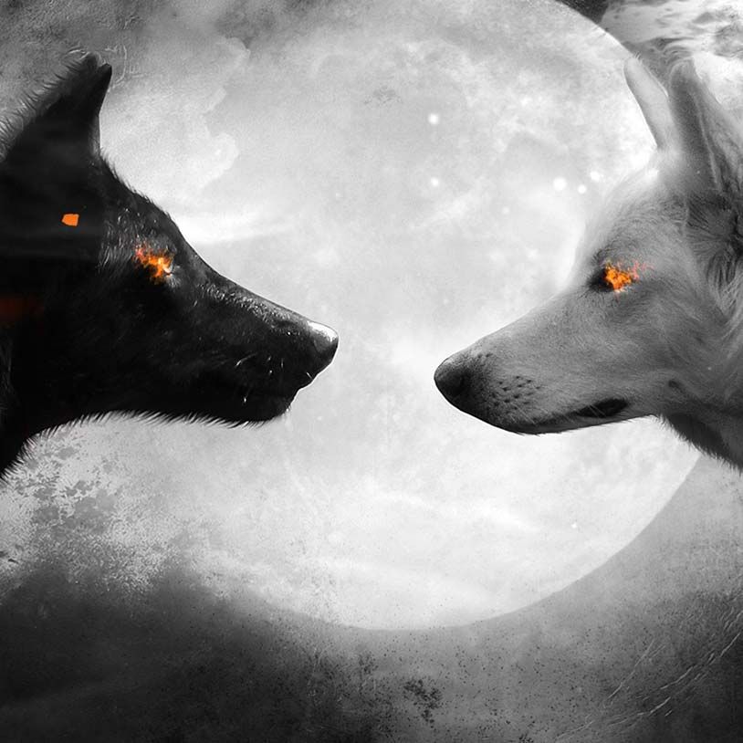 Cool Black And White Wolf Wallpapers Wallpapers