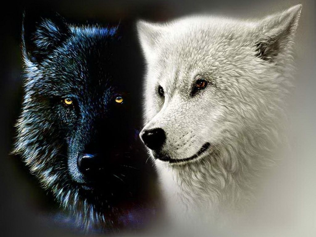 Cool Black And White Wolf Wallpapers Wallpapers