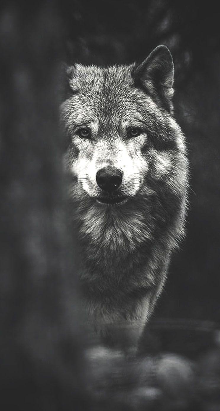 Cool Black And White Wolf Wallpapers Wallpapers