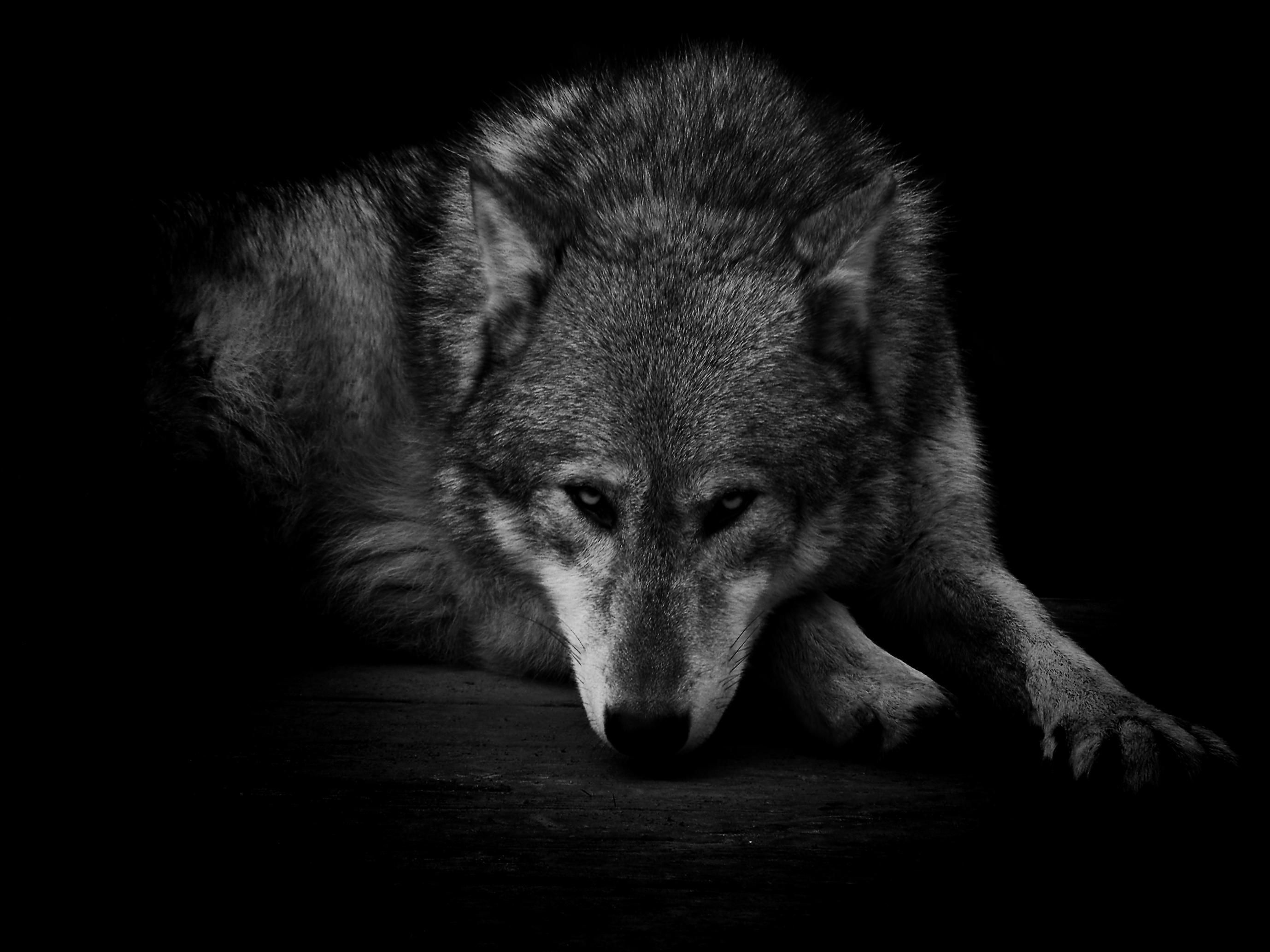 Cool Black And White Wolf Wallpapers Wallpapers