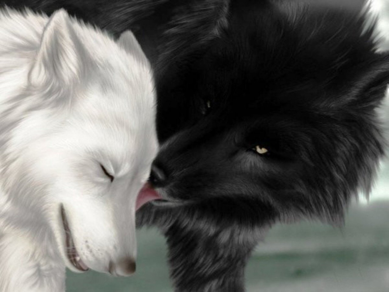 Cool Black And White Wolf Wallpapers Wallpapers