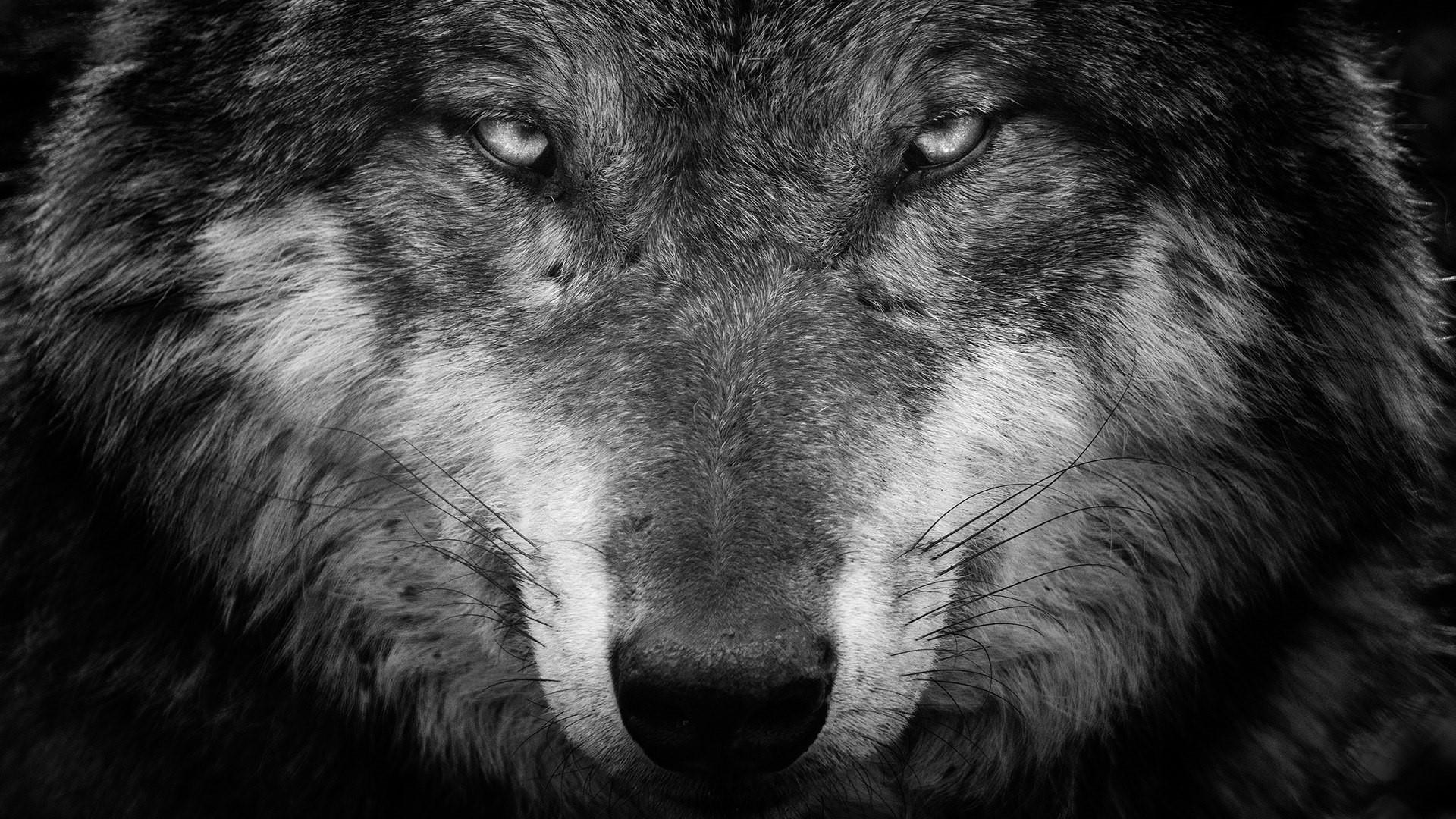 Cool Black And White Wolf Wallpapers Wallpapers