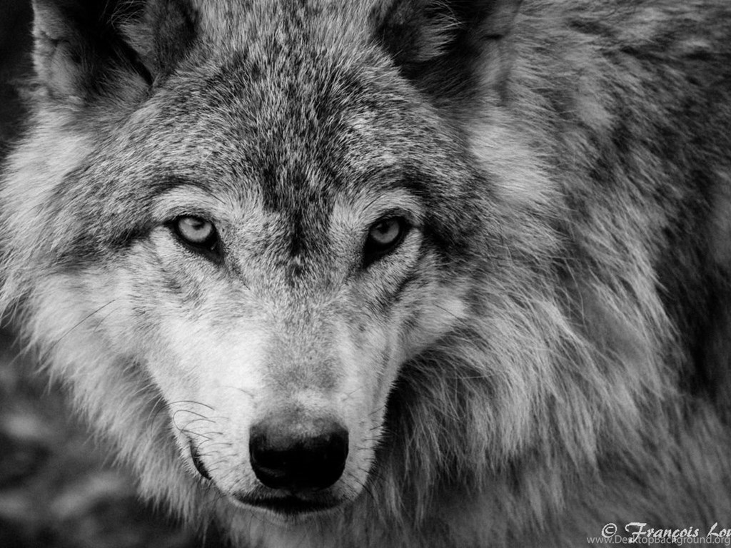 Cool Black And White Wolf Wallpapers Wallpapers