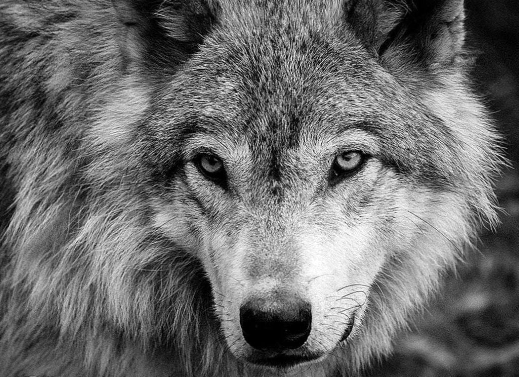 Cool Black And White Wolf Wallpapers Wallpapers