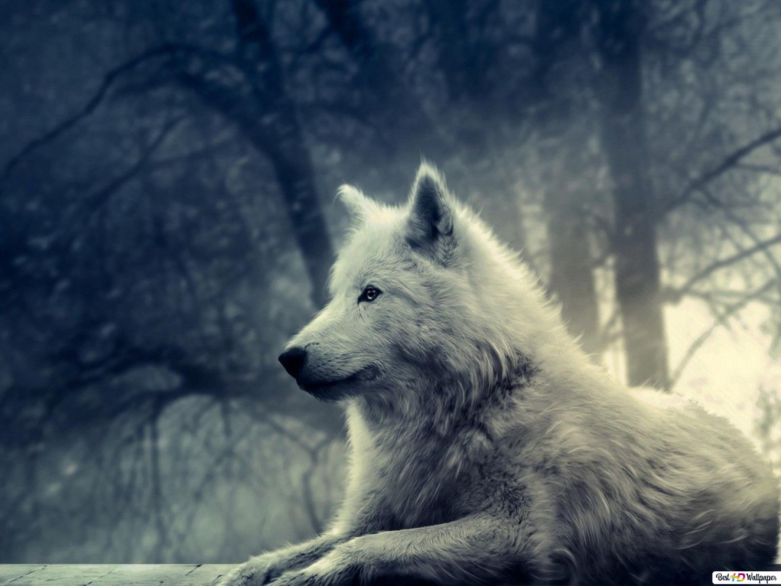 Cool Black And White Wolf Wallpapers Wallpapers