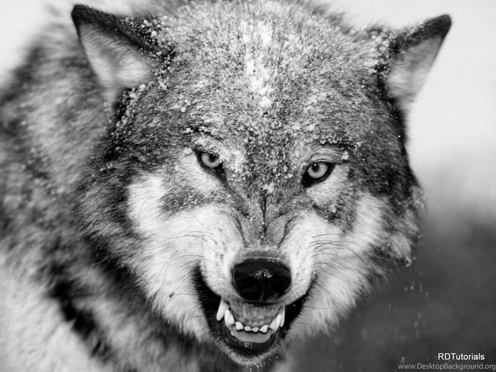 Cool Black And White Wolf Wallpapers Wallpapers